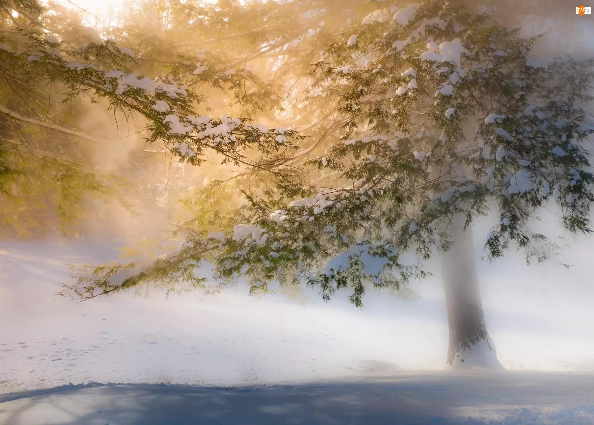 Zima, Śnieg, Drzewo, Mgła