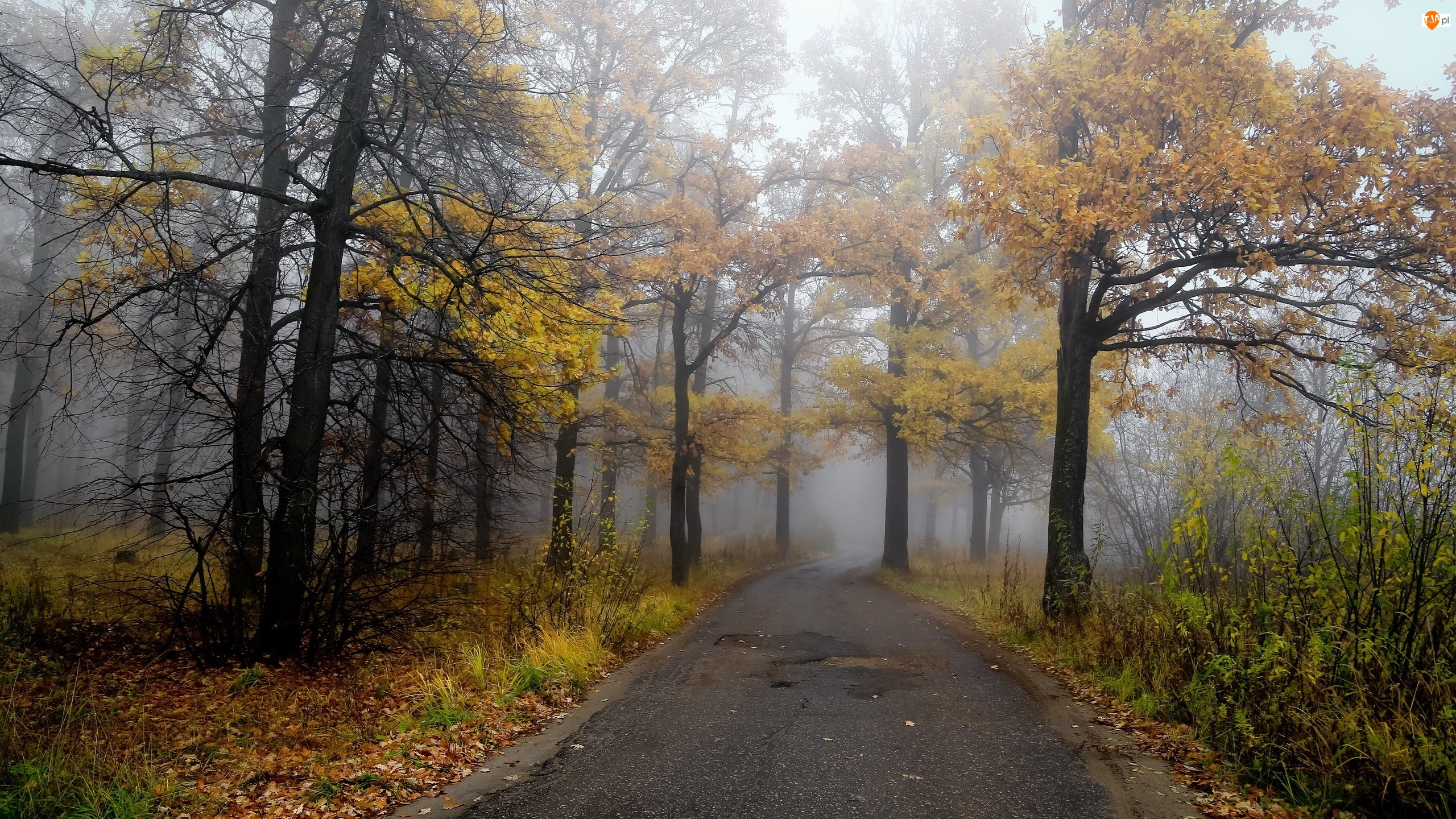 Jesień, Mgła, Las, Droga