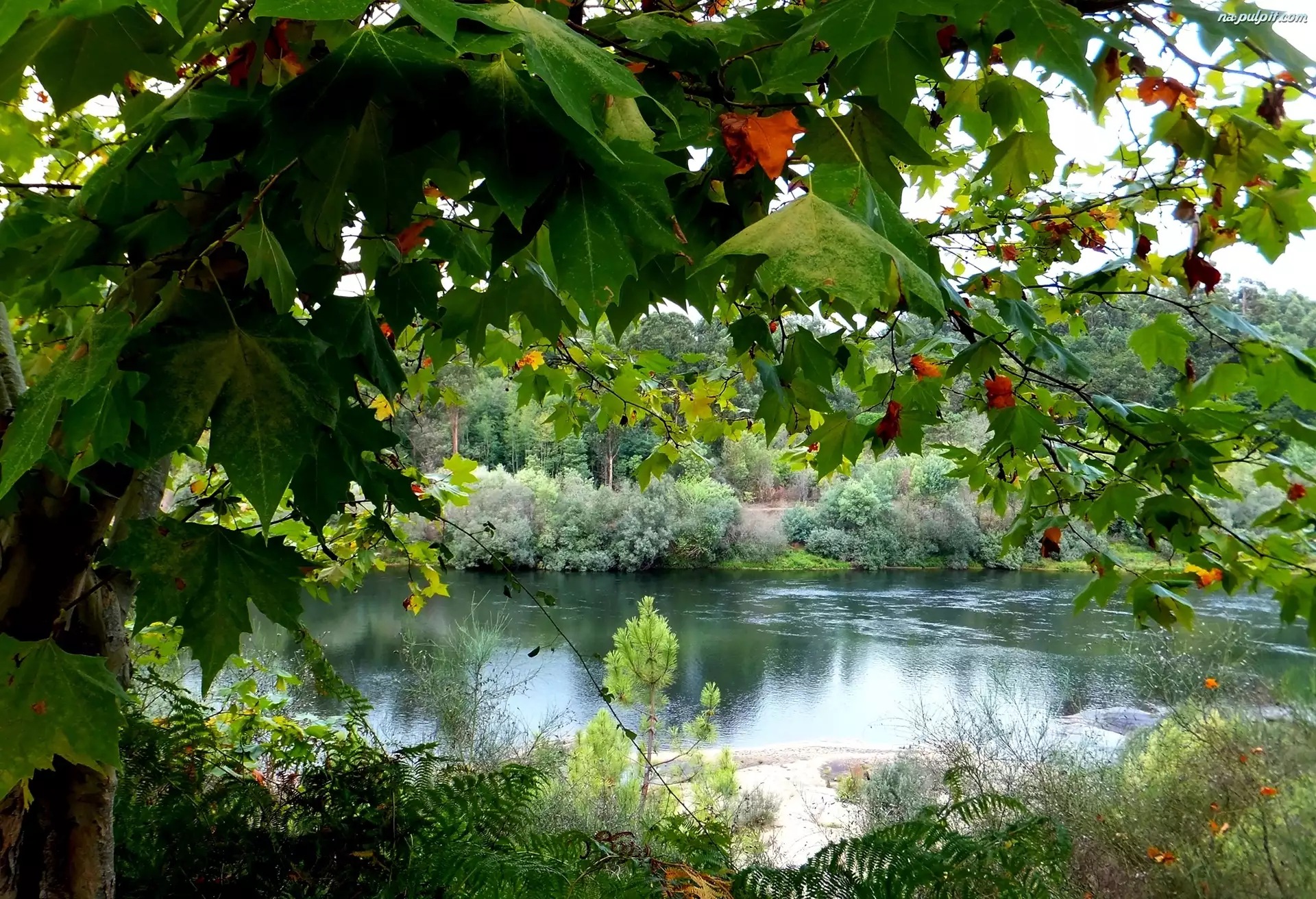 Liście, Rzeka, Drzewo