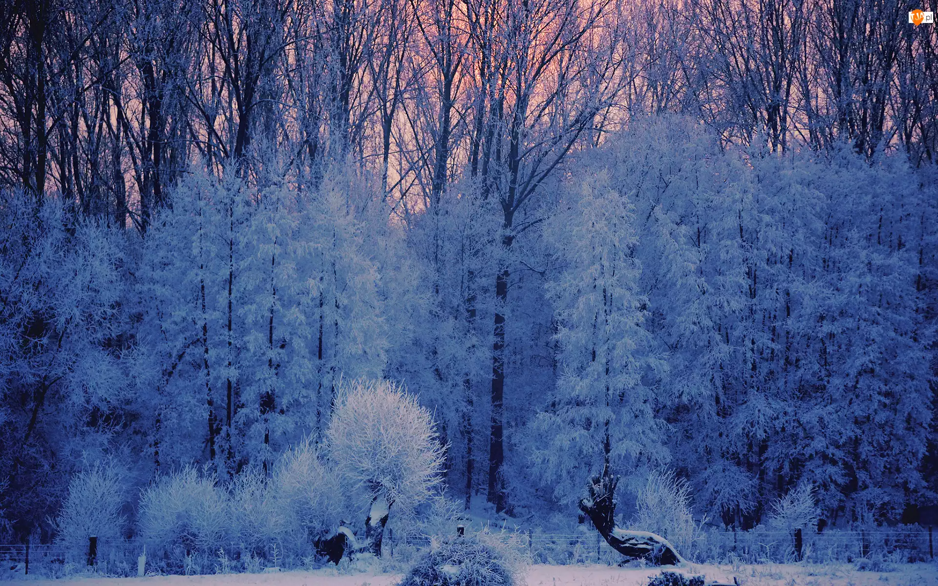 Zima, Szron, Drzewa, Las, Śnieg