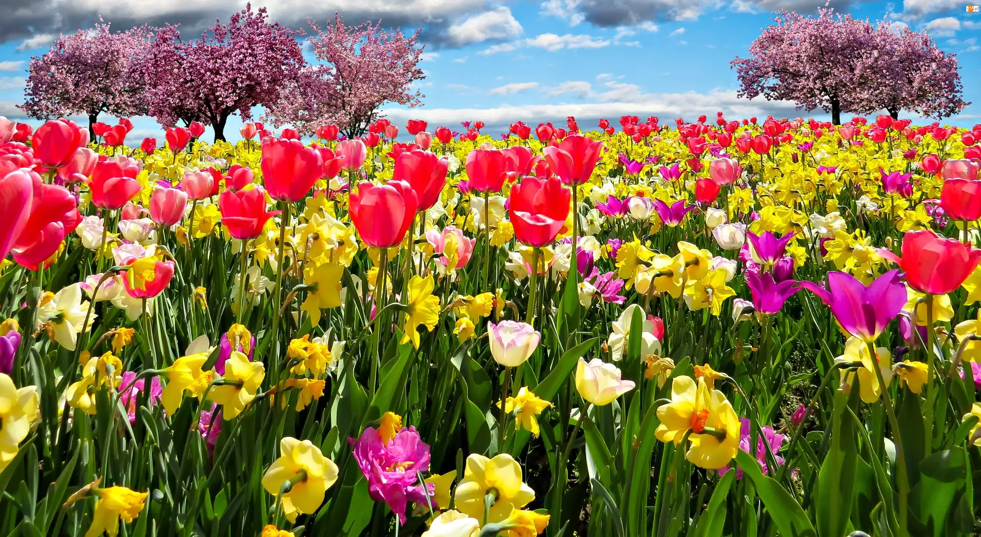 Tulipany, Wiosna, Żonkile, Drzewa Owocowe