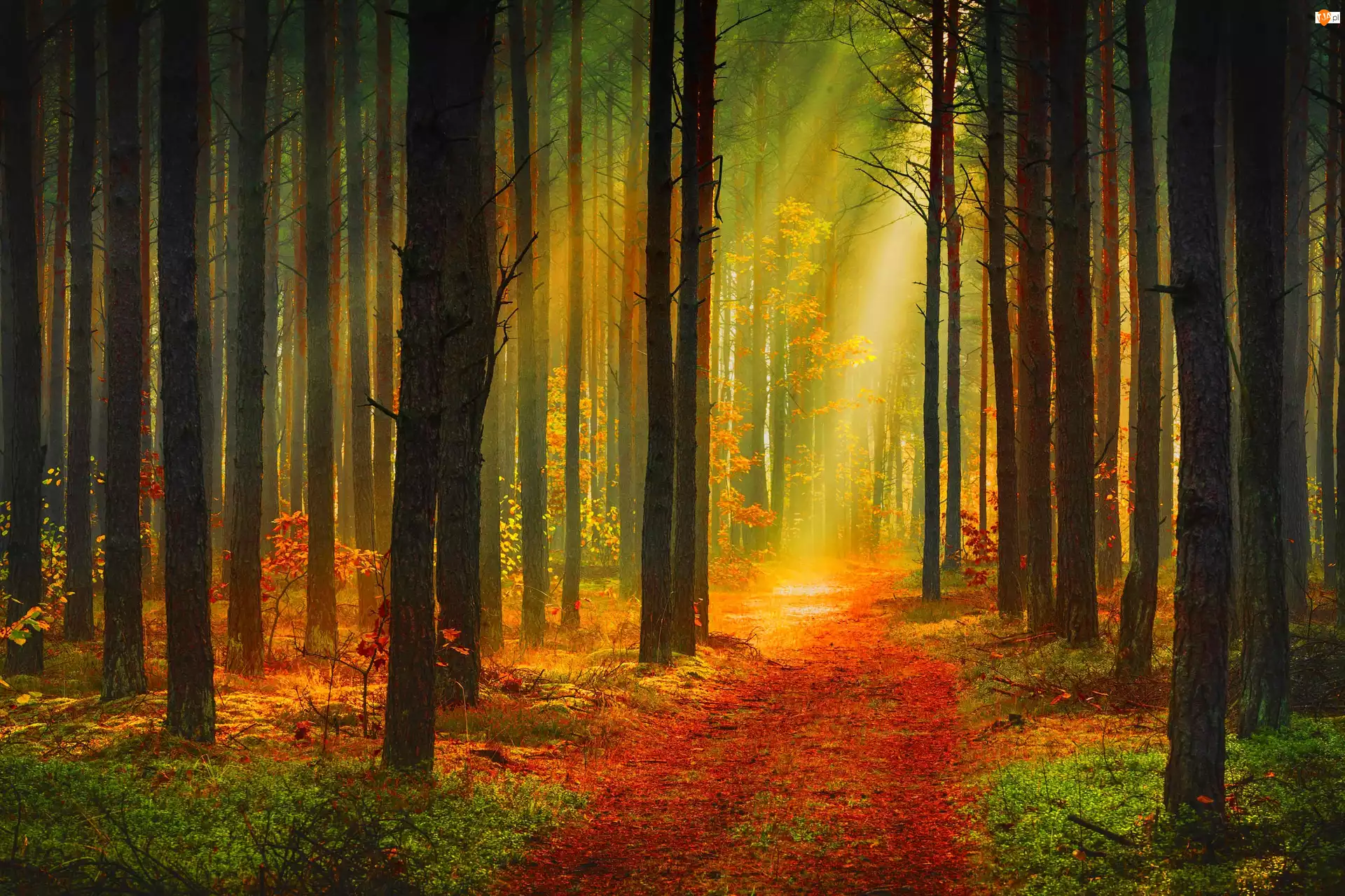 Przebijające Światło, Las, Ścieżka