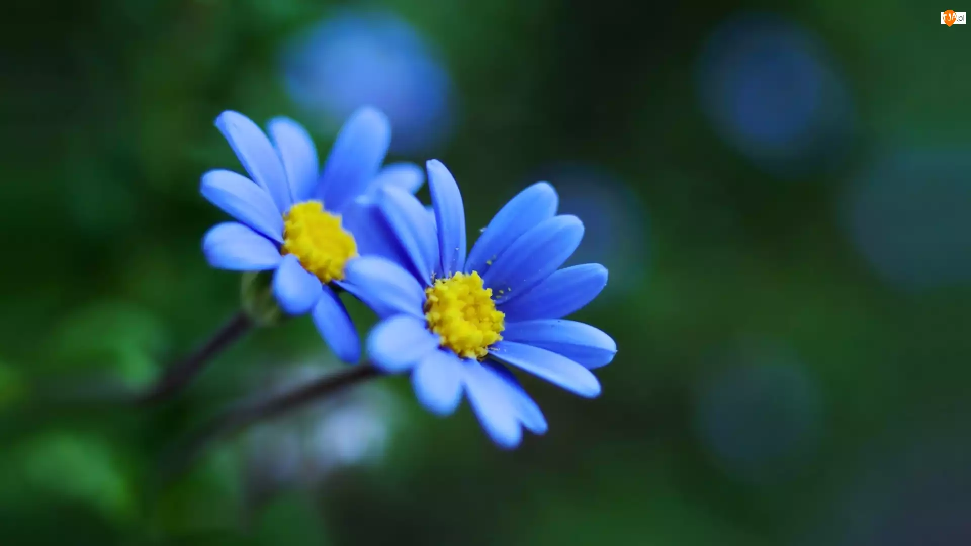 Kwiatki, Makro, Niebieskie