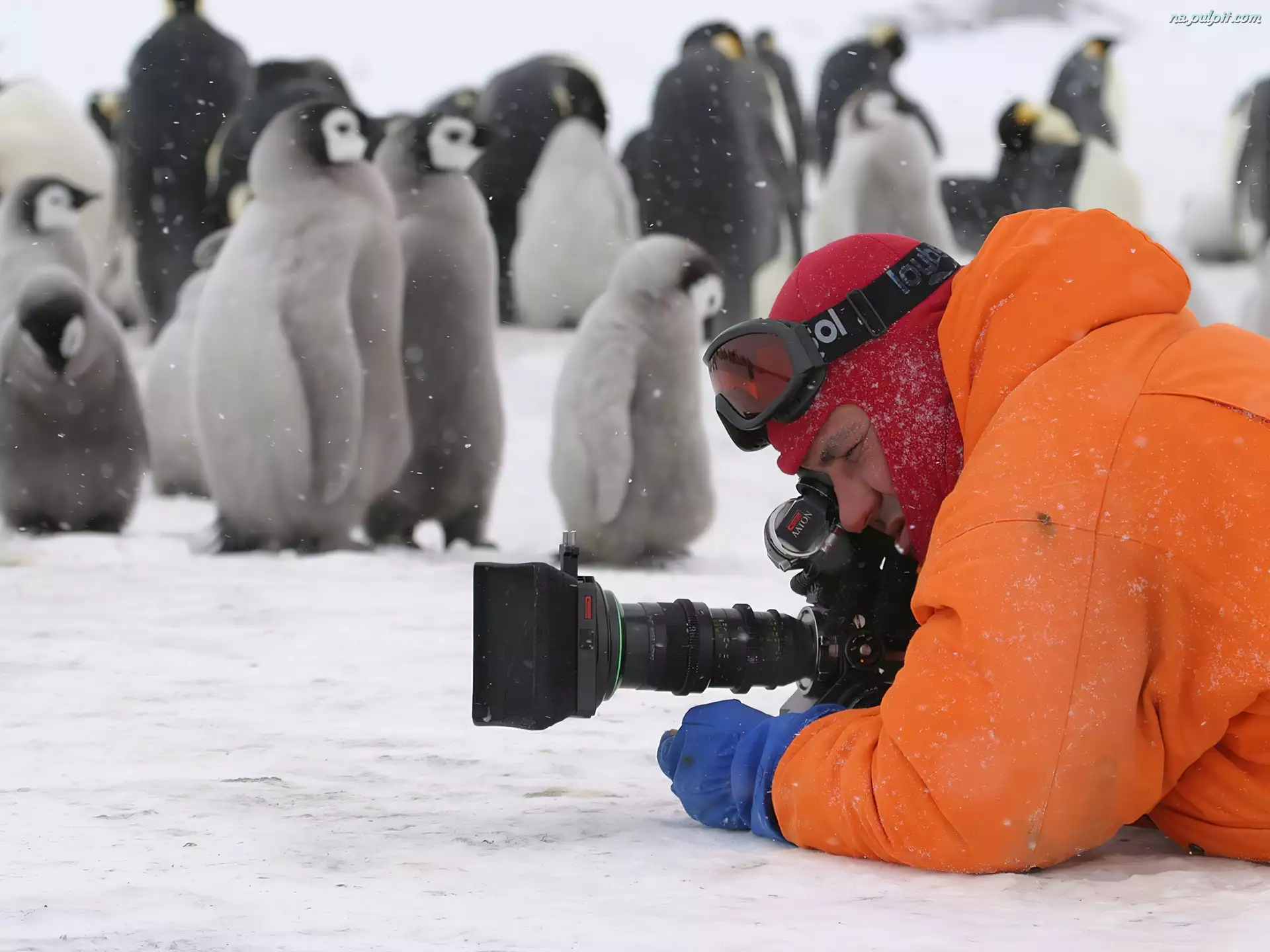 Pingwiny, aparat, fotograf, śnieg