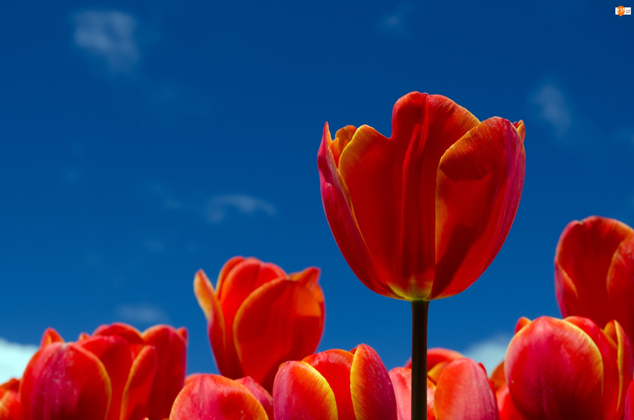 Tulipany, Niebo, Czerwone