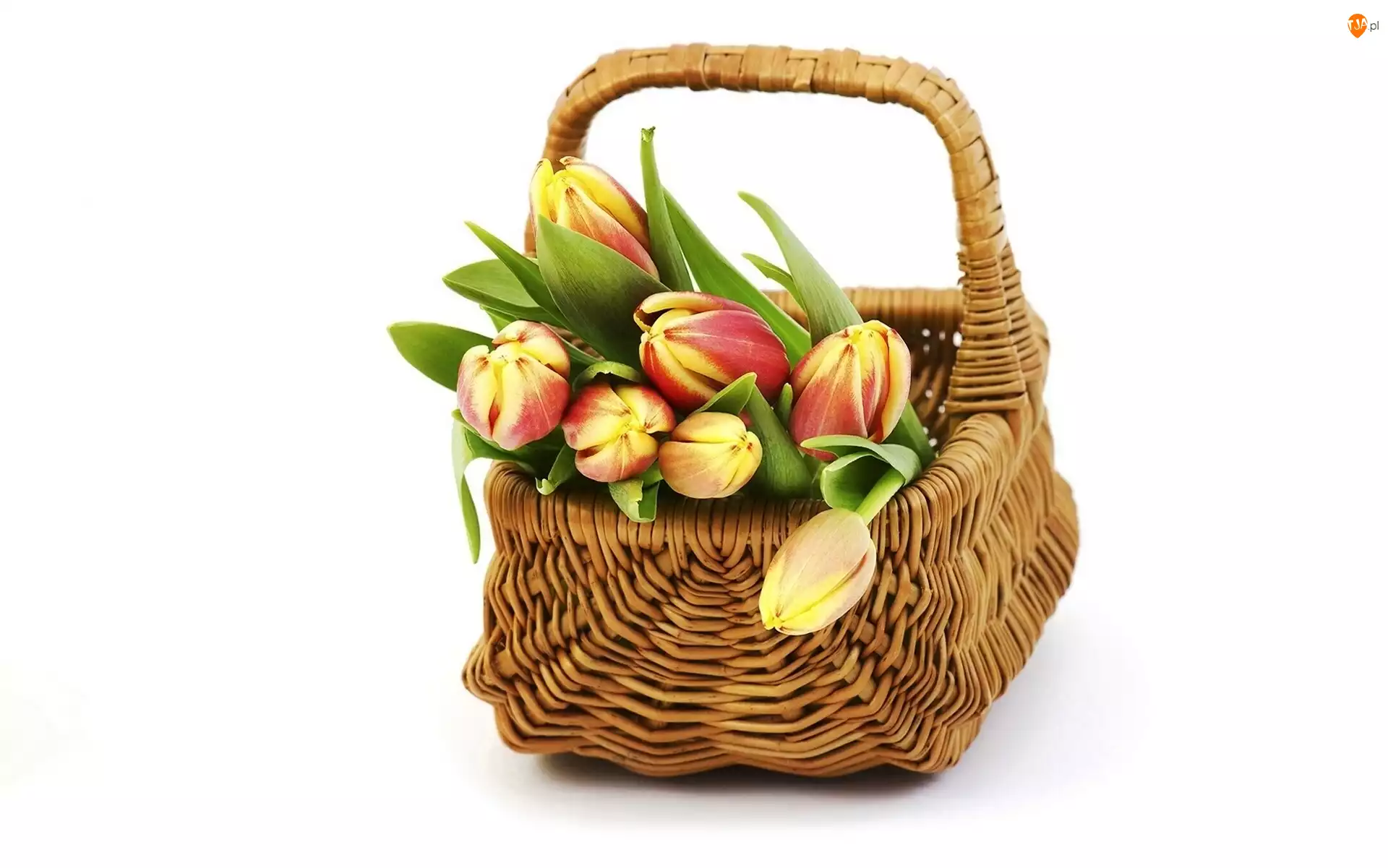 Koszyk, Tulipany