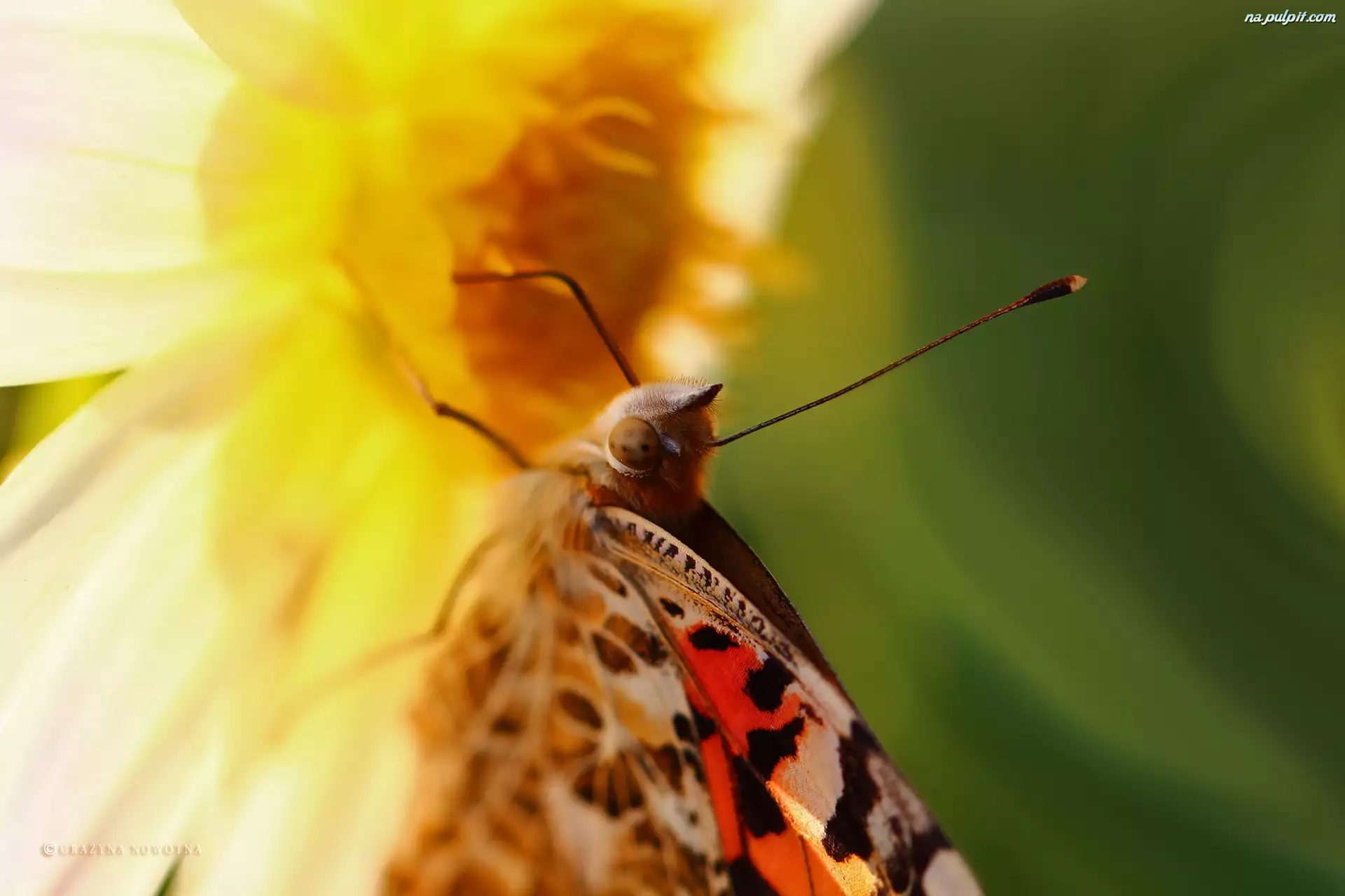 Makro, Rusałka Osetnik, Motyl