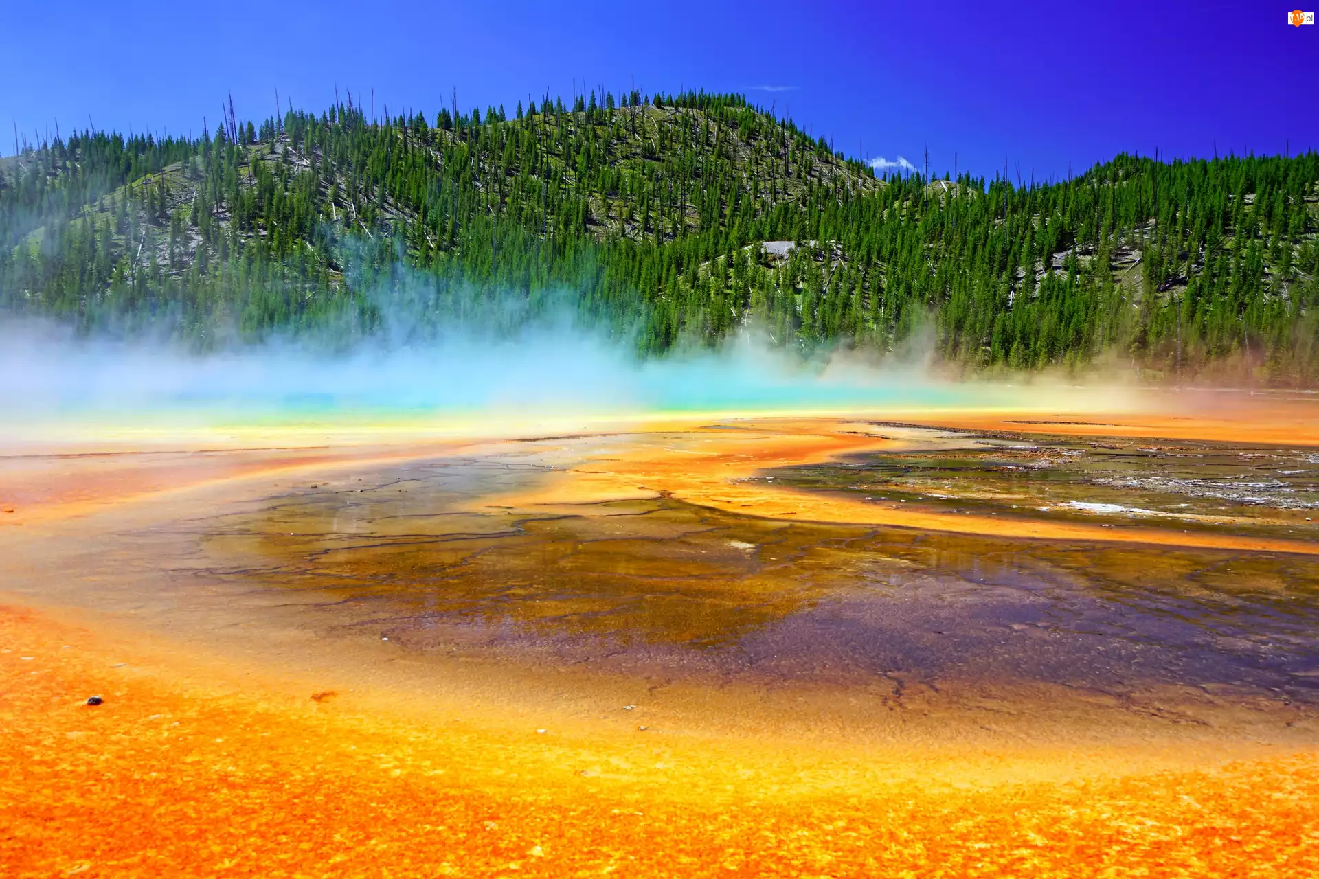 Park Narodowy Yellowstone, Stany Zjednoczone, Opary, Wzgórze, Gorące źródło, Las