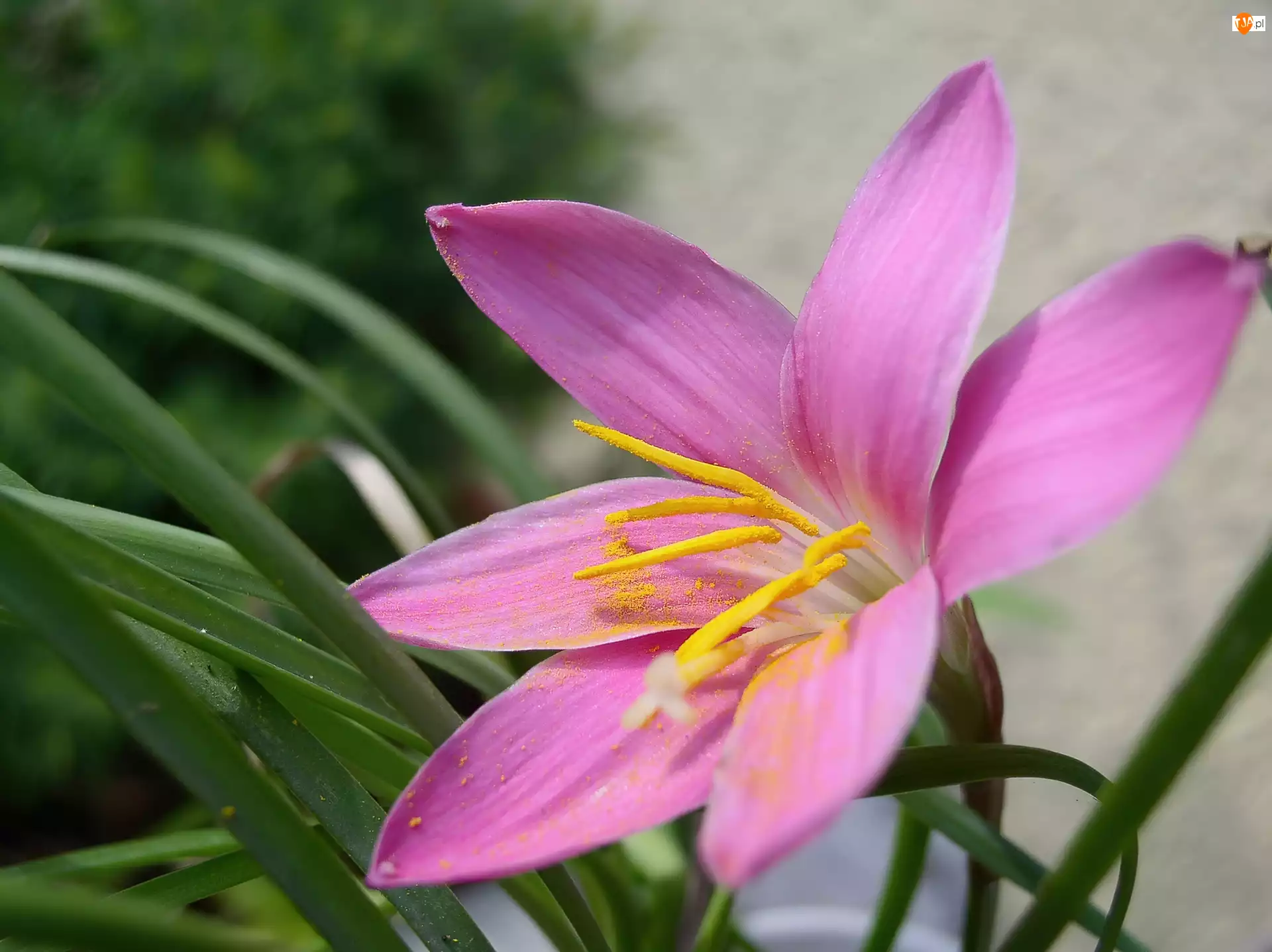 Zephyranthes Rosea, Kwiat