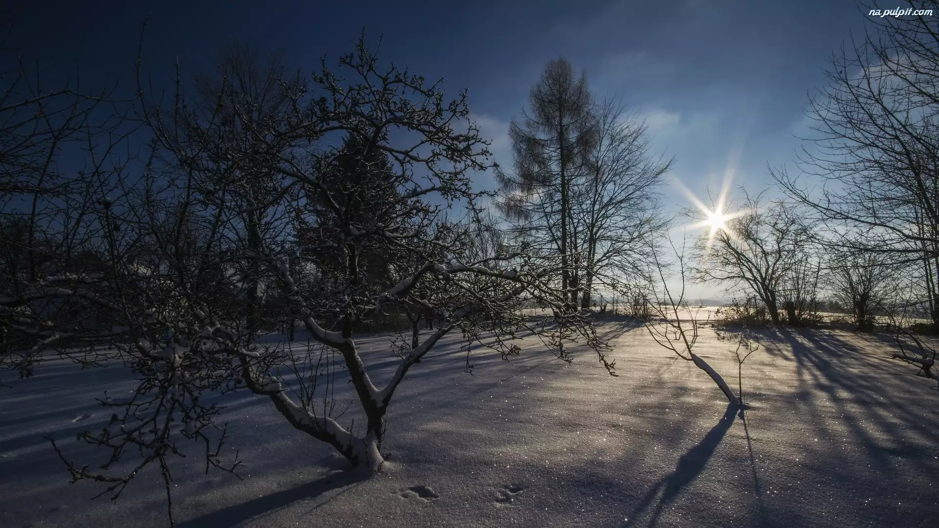 Zima, Promienie słońca, Śnieg, Drzewa
