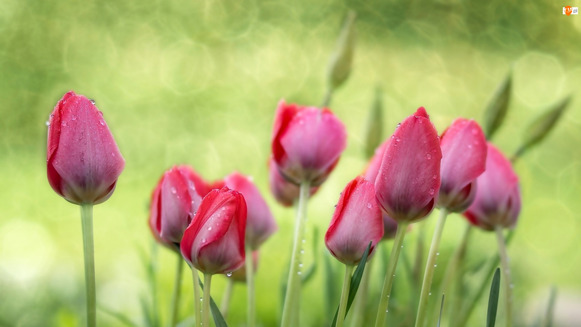 Deszcz, Tulipany, Krople