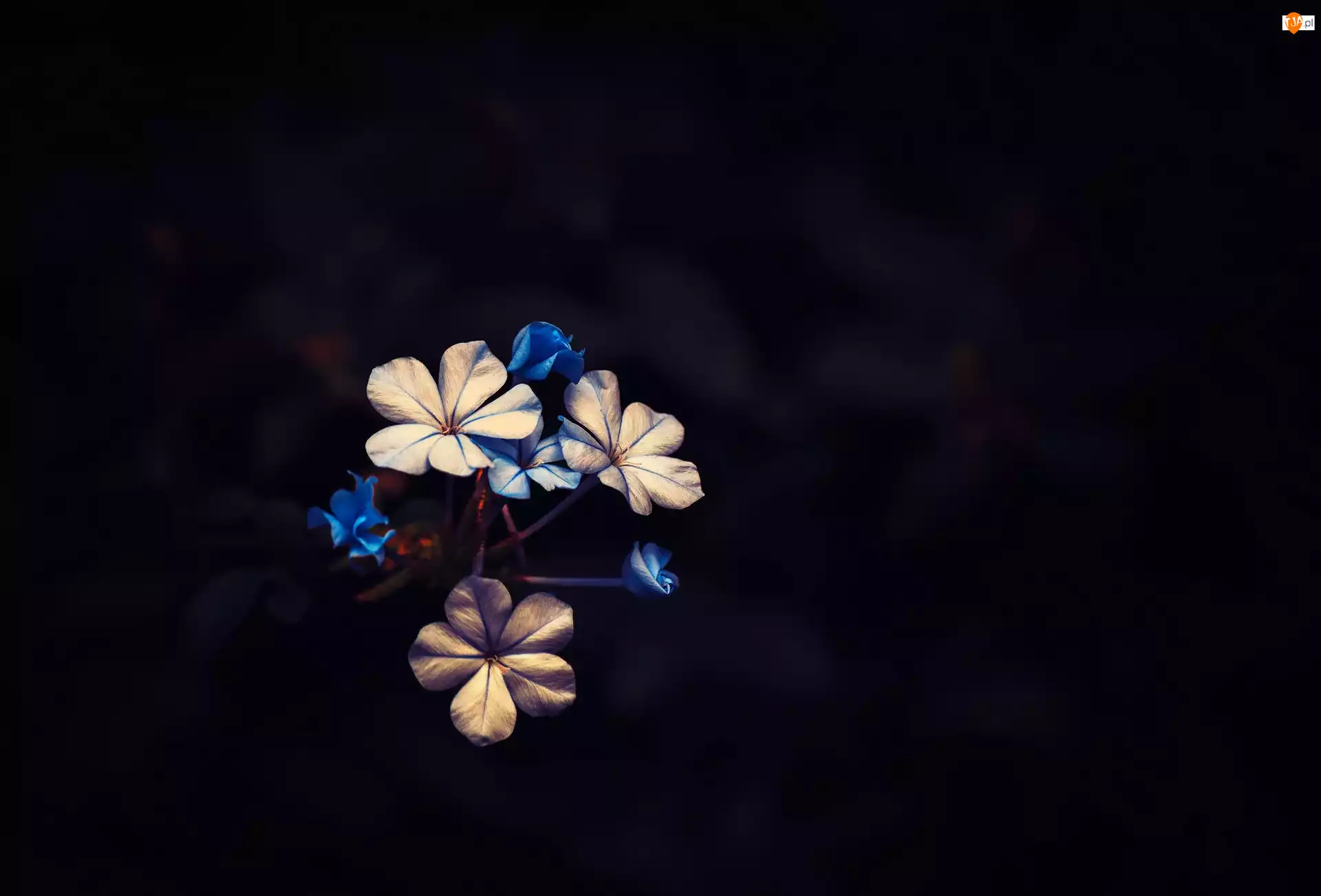 Niebieskie, Kwiatuszki, Białe, Kwiatki