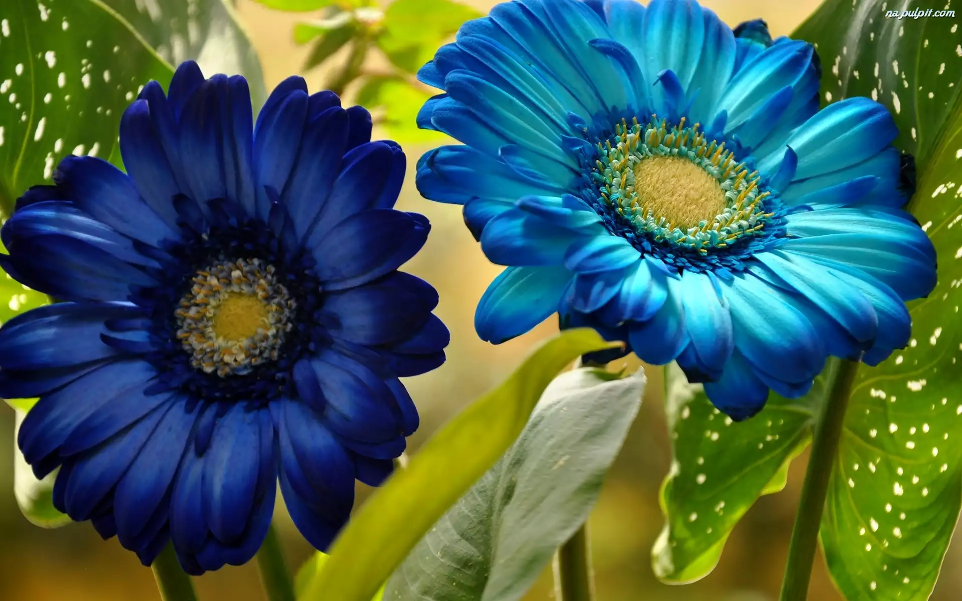 Gerbery, Kwiaty, Niebieskie