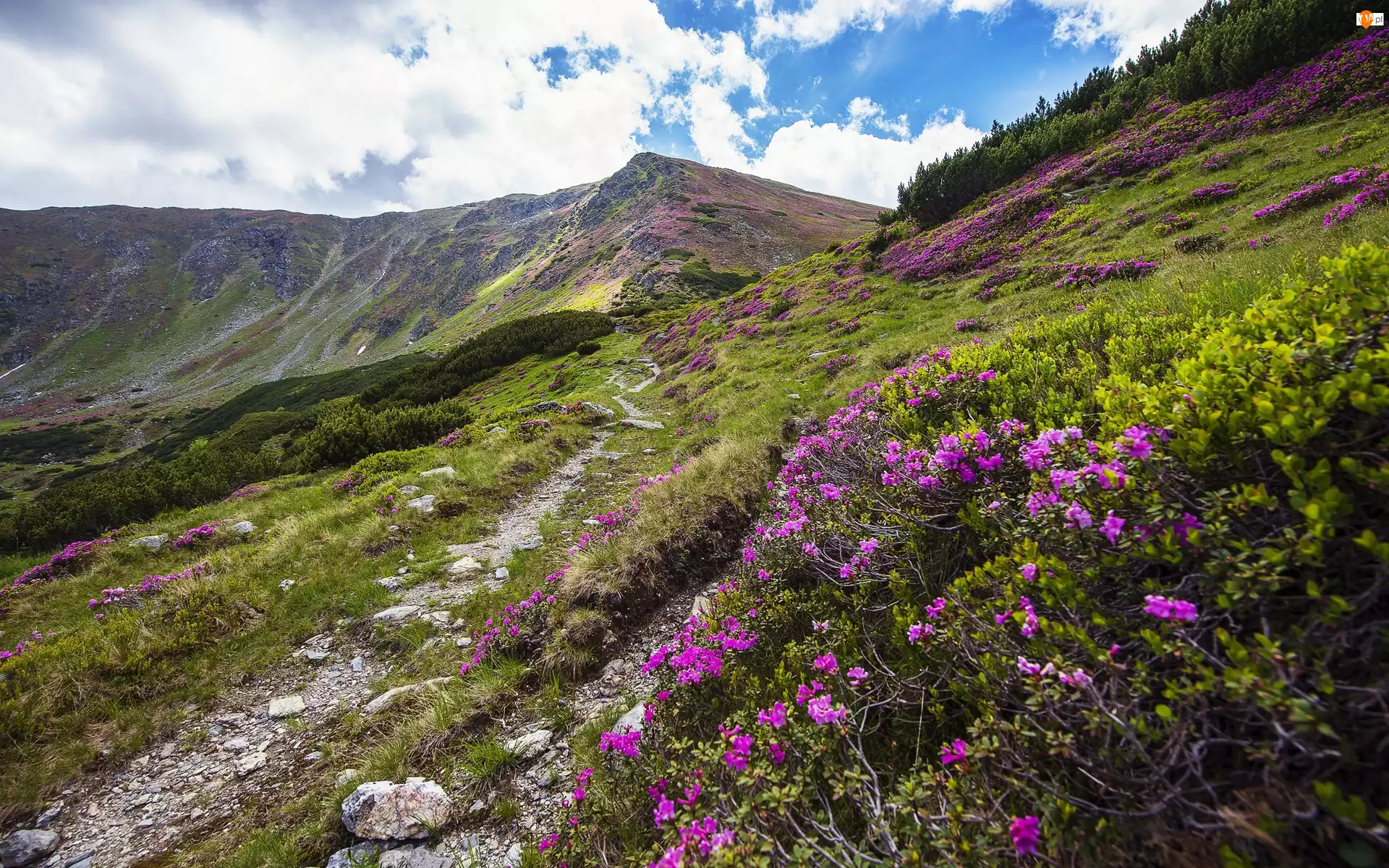 Kwiaty, Góry, Ścieżka