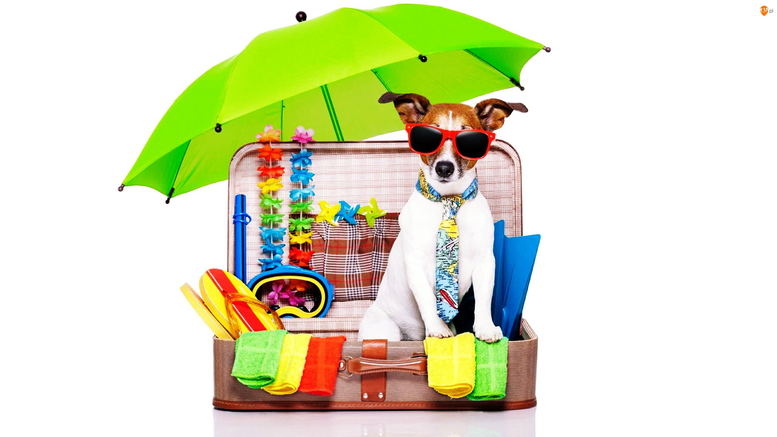 Parasolka, Wakacje, Jack Russell terrier, Pies, Śmieszne, Okulary, Walizka
