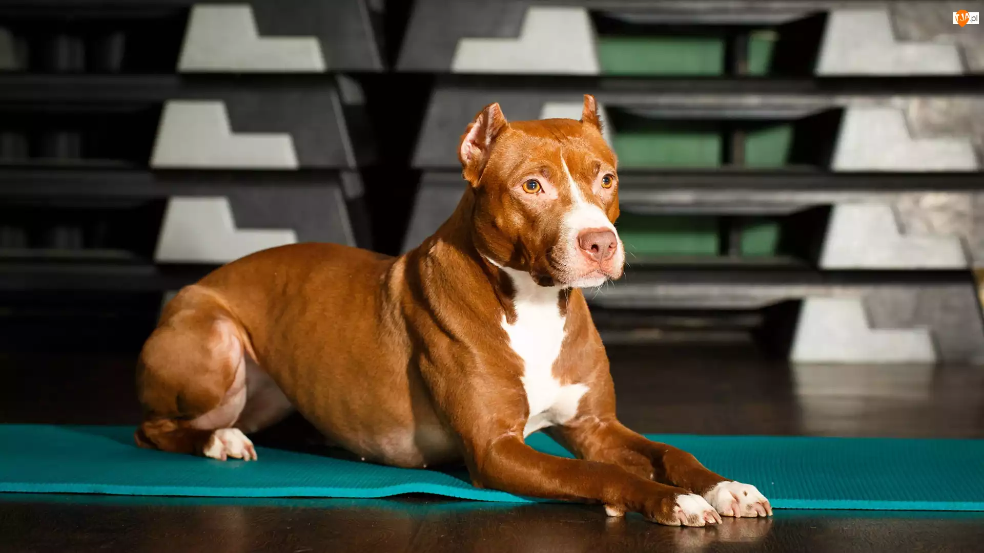 Amerykański Pitbull Terrier, Leżący