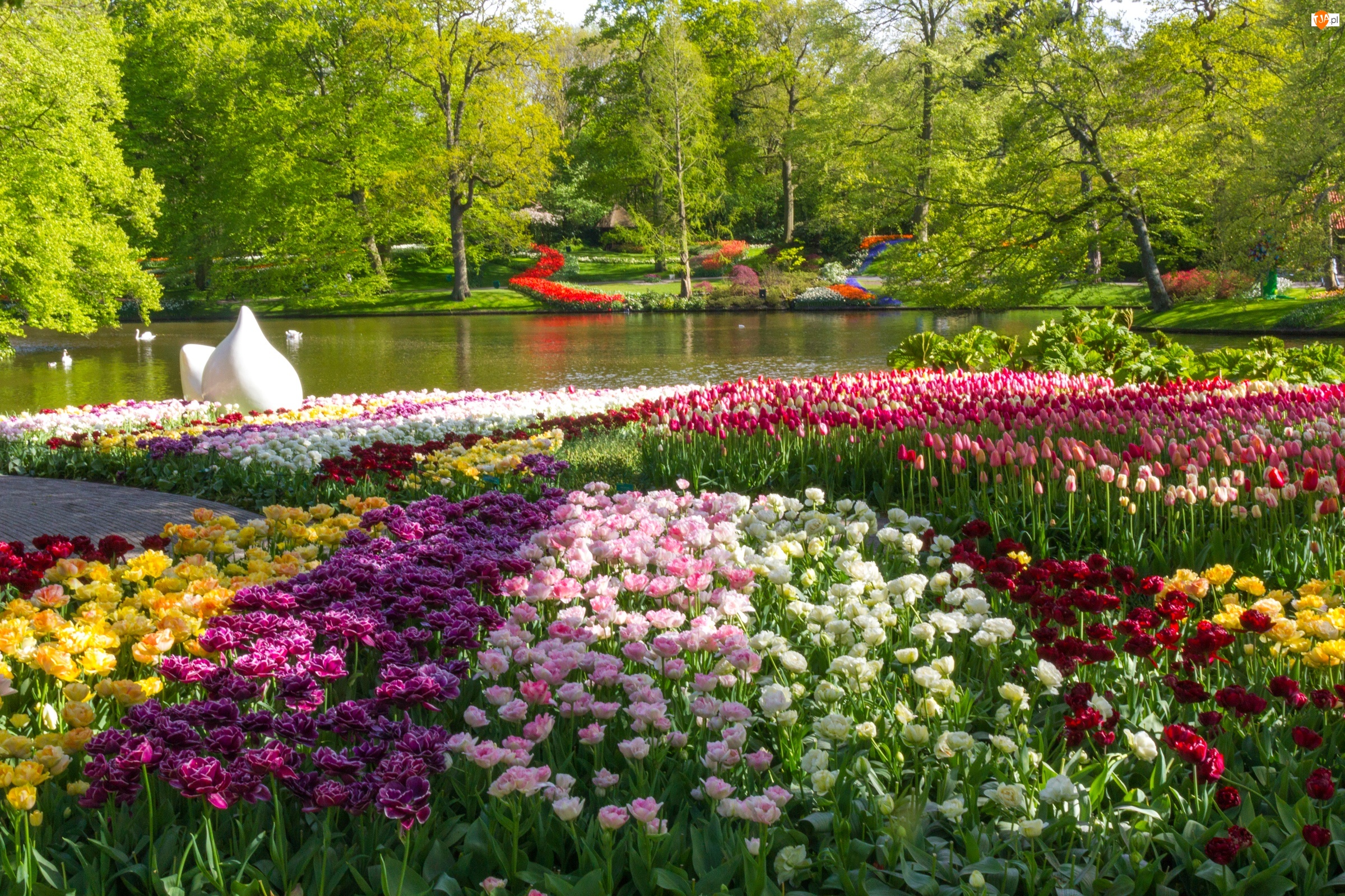 Staw, Holandia, Park, Kwiaty, Tulipany, Drzewa