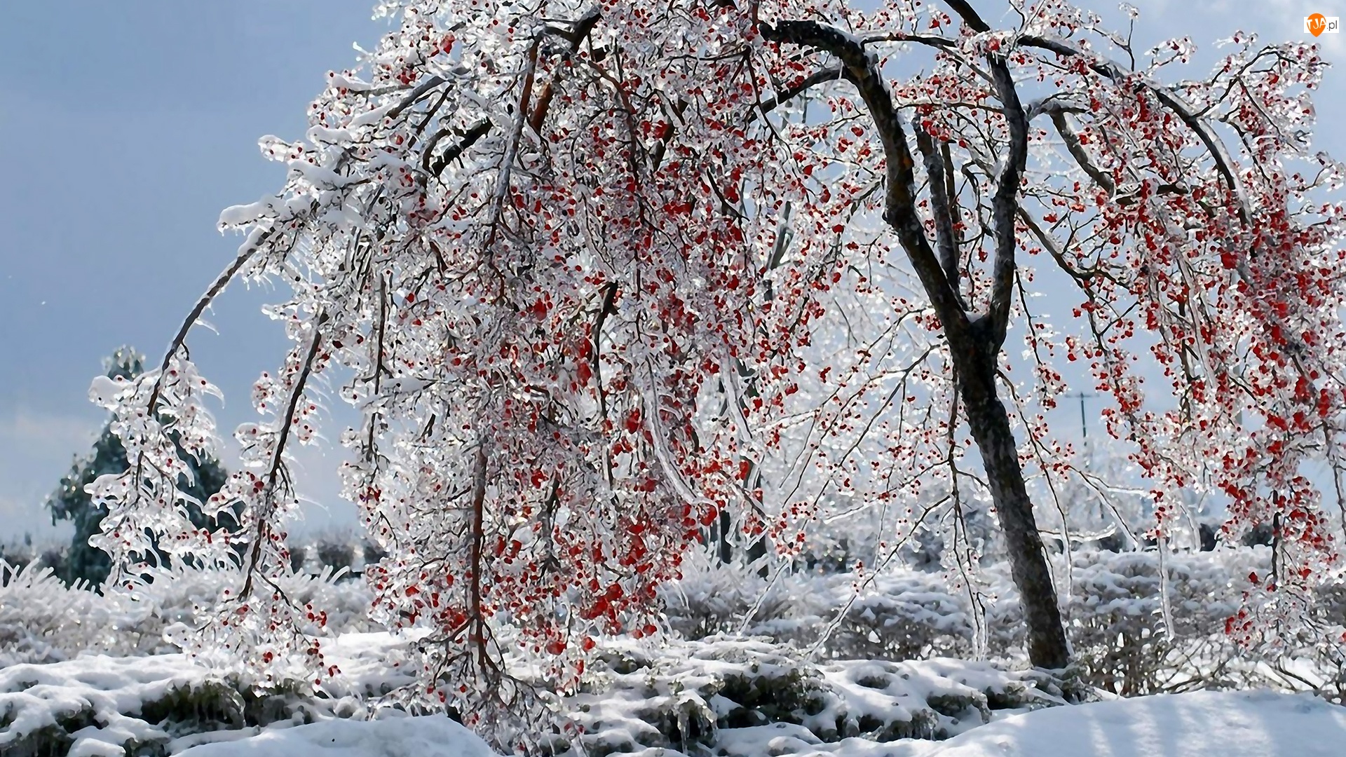 Zima, Śnieg, Drzewo, Lód