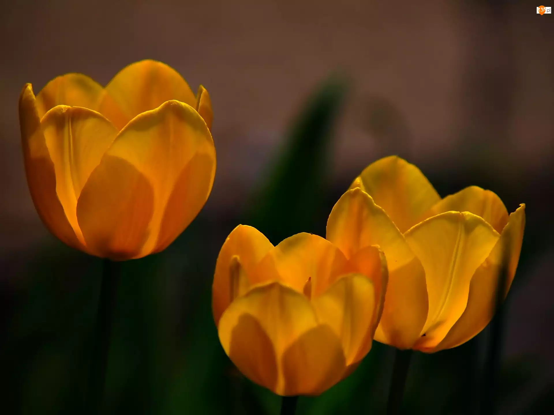 Tulipany, Trzy, Żółte