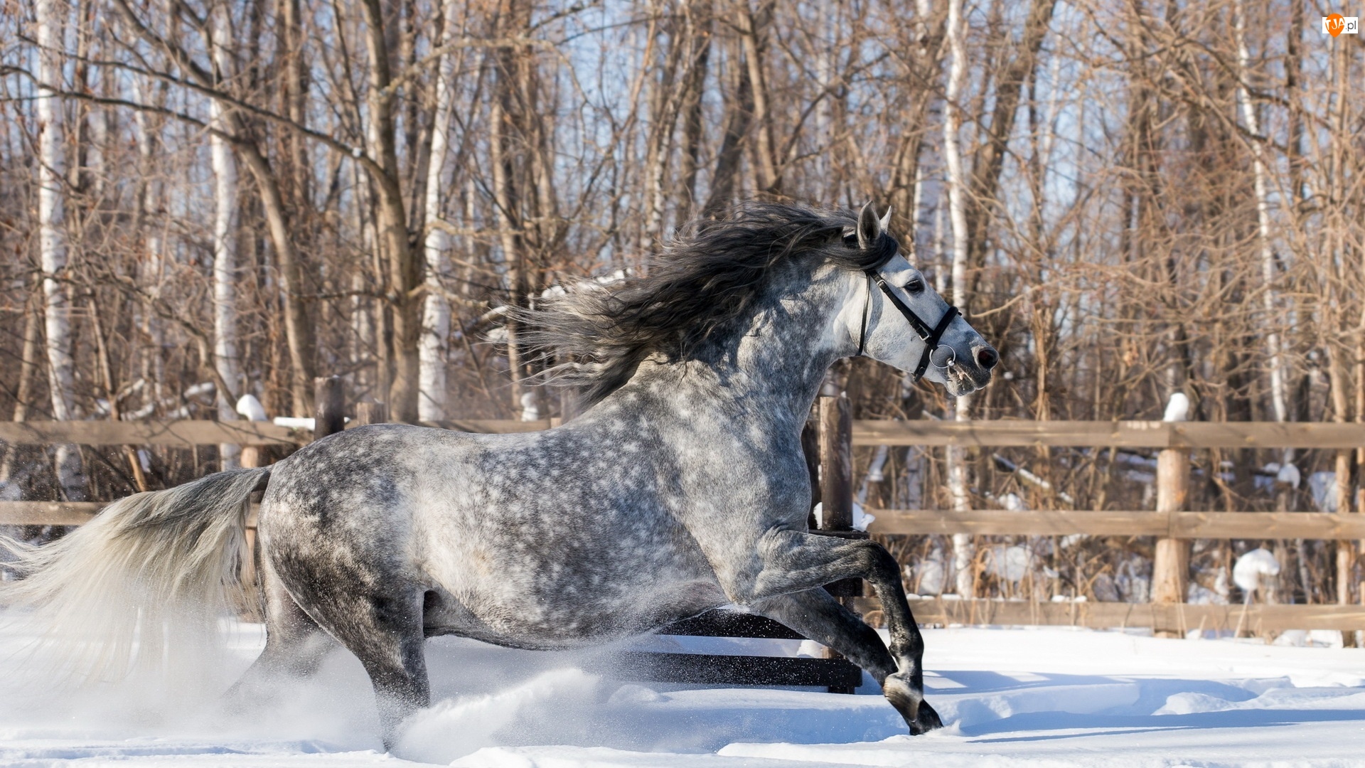 Koń, Zima, Śnieg, Drzewa