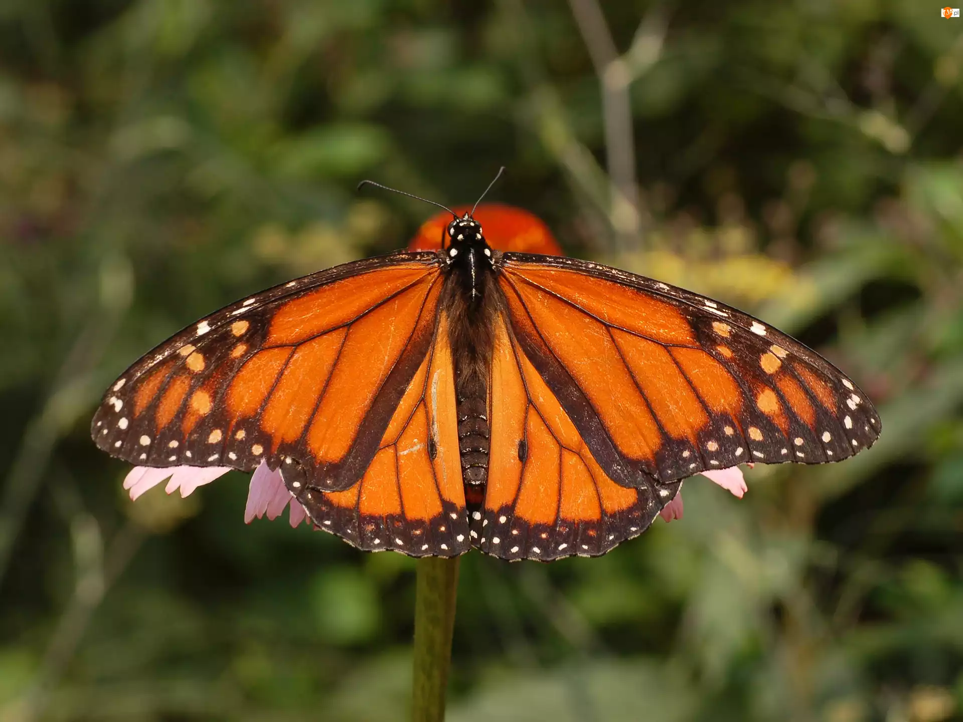 Monarch, Motyl