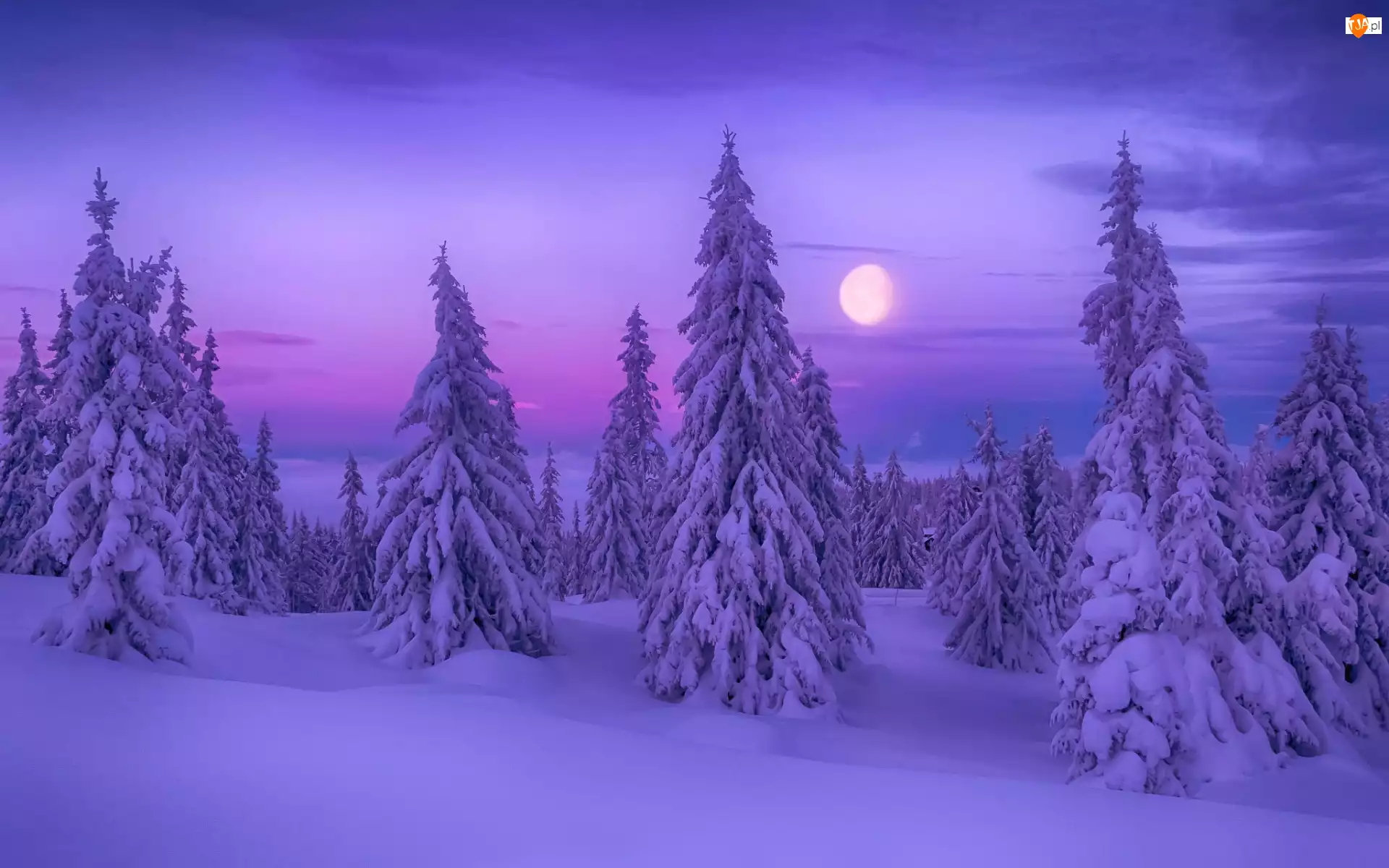 Las, Księżyc, Noc, Zima, Drzewa