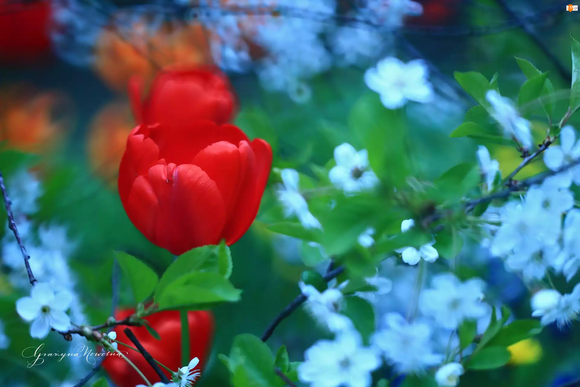 Kwiat, Tulipan, Czerwony