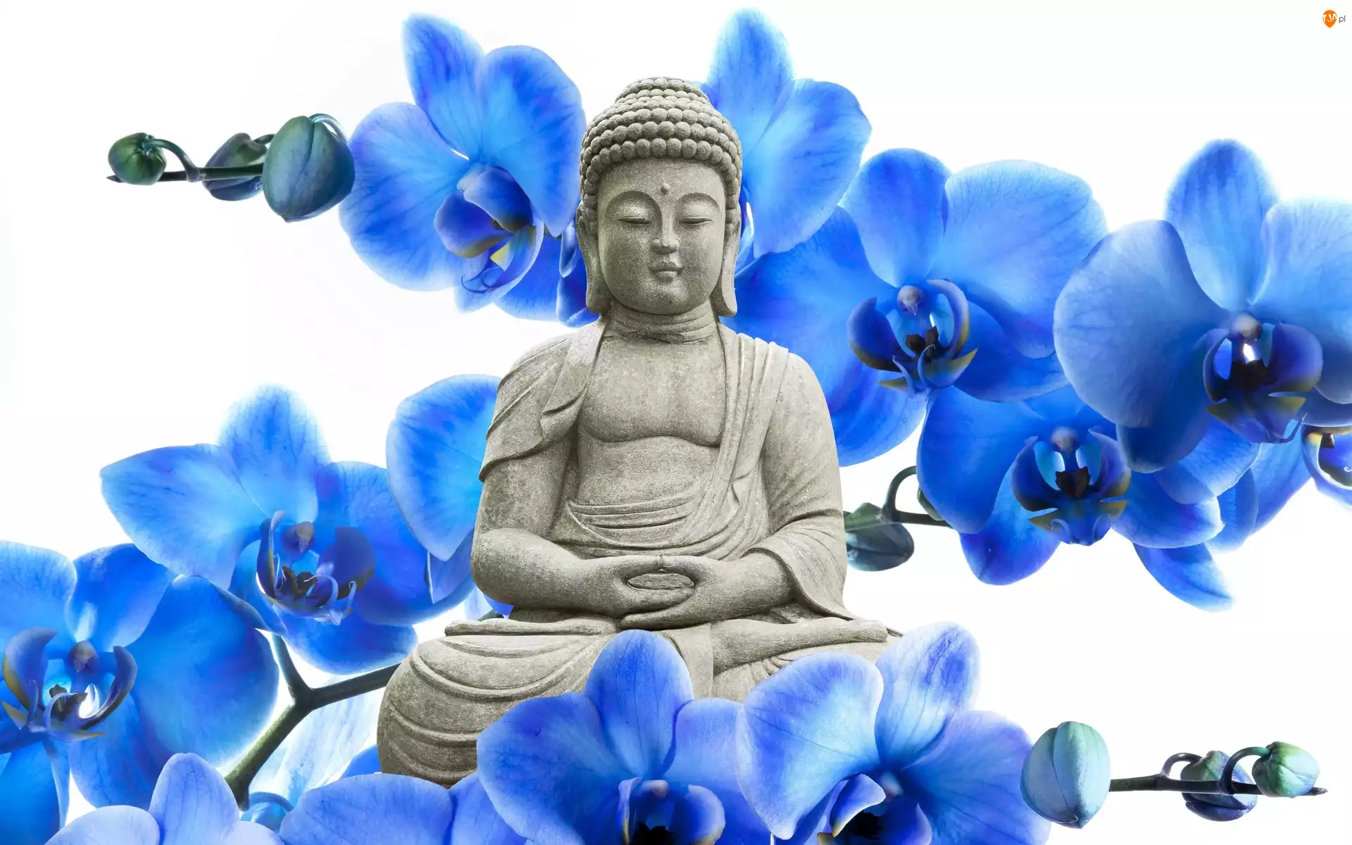 Błękitne, Posąg Buddy, Kwiaty, Storczyki