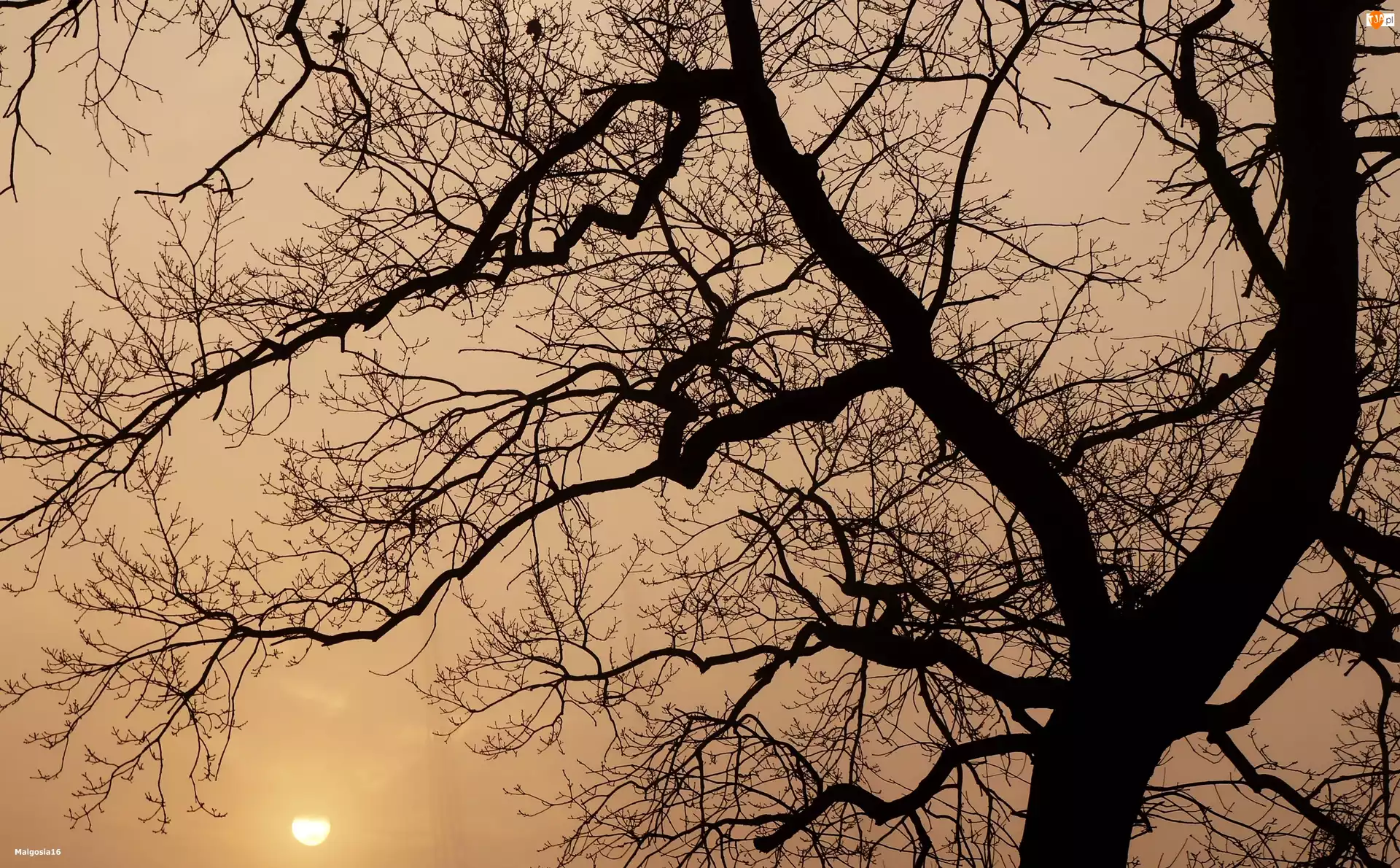 Wschód Słońca, Drzewo, Gałęzie