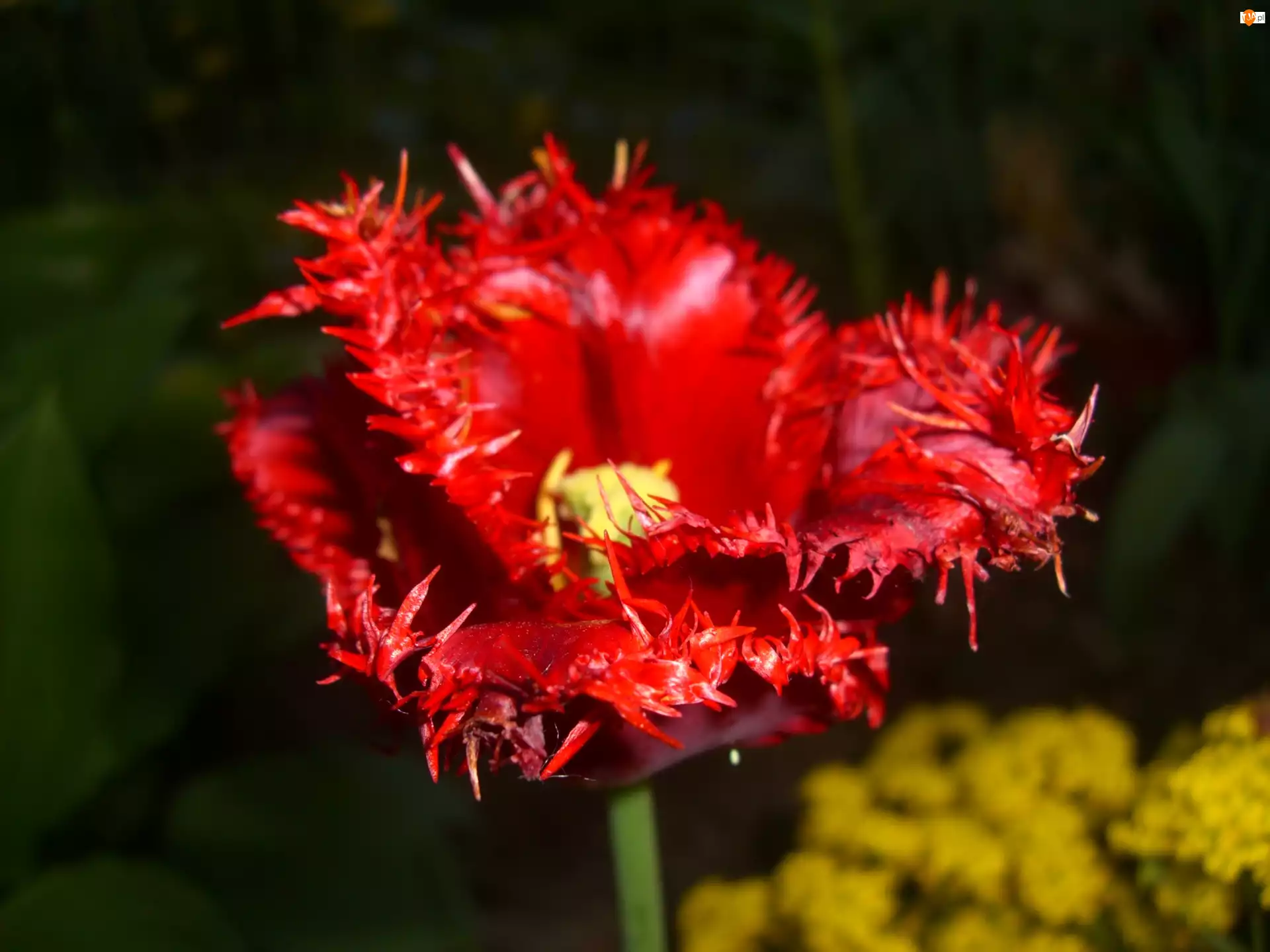 Postrzępiony, Tulipan, Kwiat, Czerwony