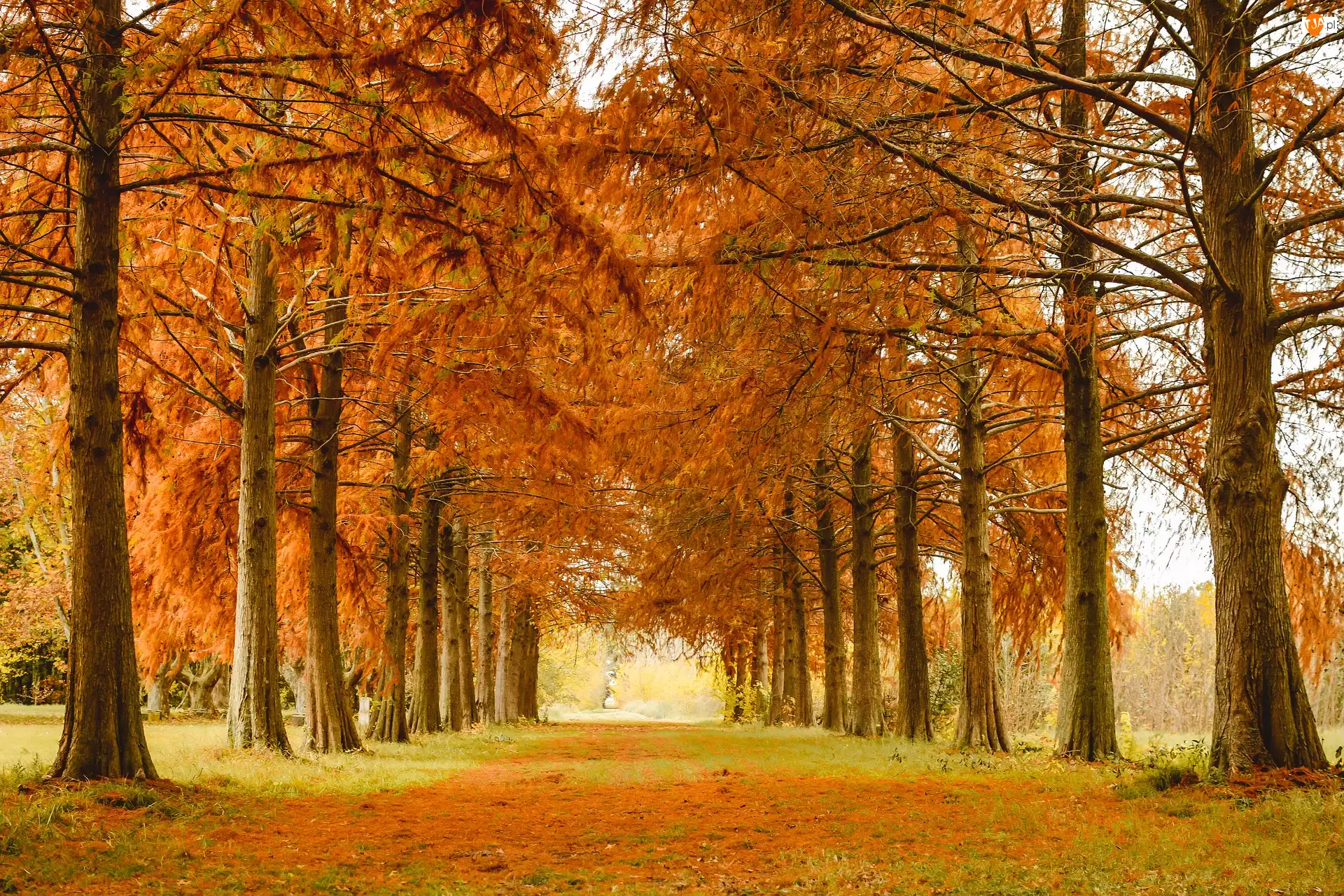 Jesień, Alejka, Park, Drzewa
