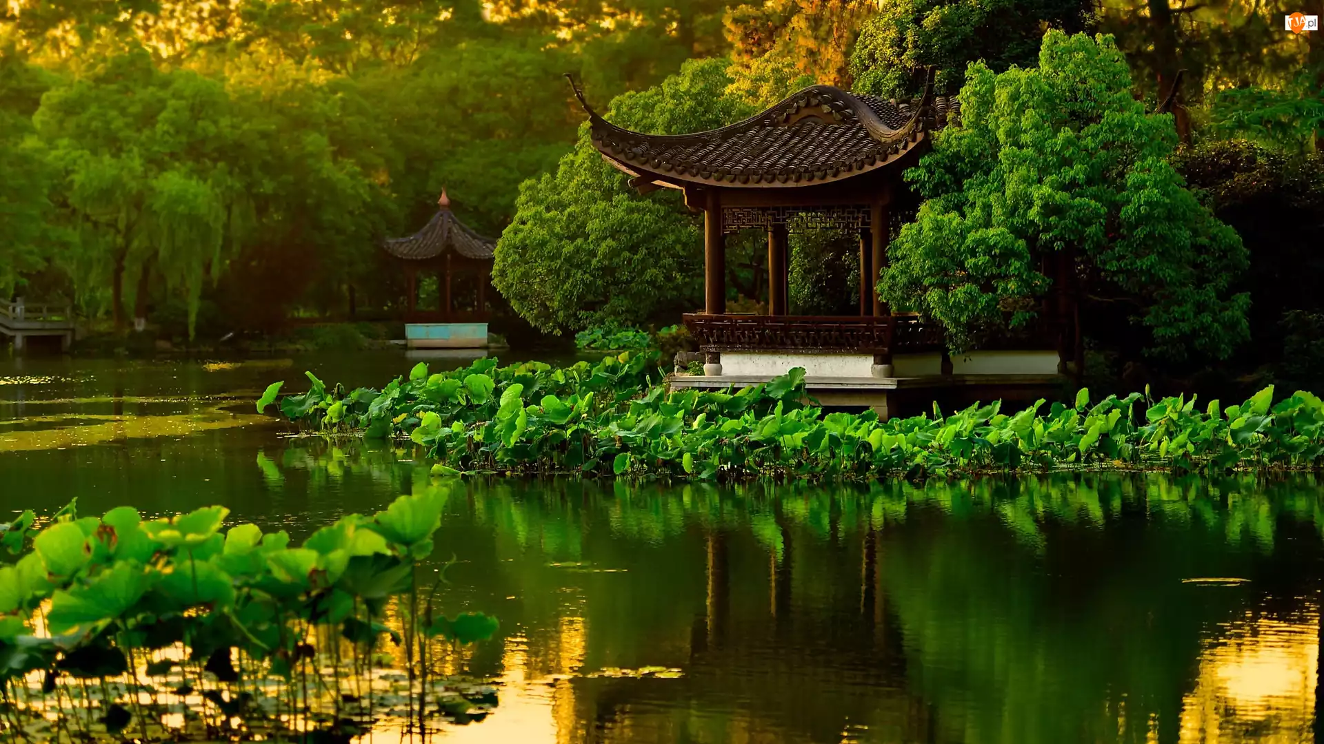 Hangzhou, Drzewa, Park, Staw, Chiny, Altanki, Liście Lotosu