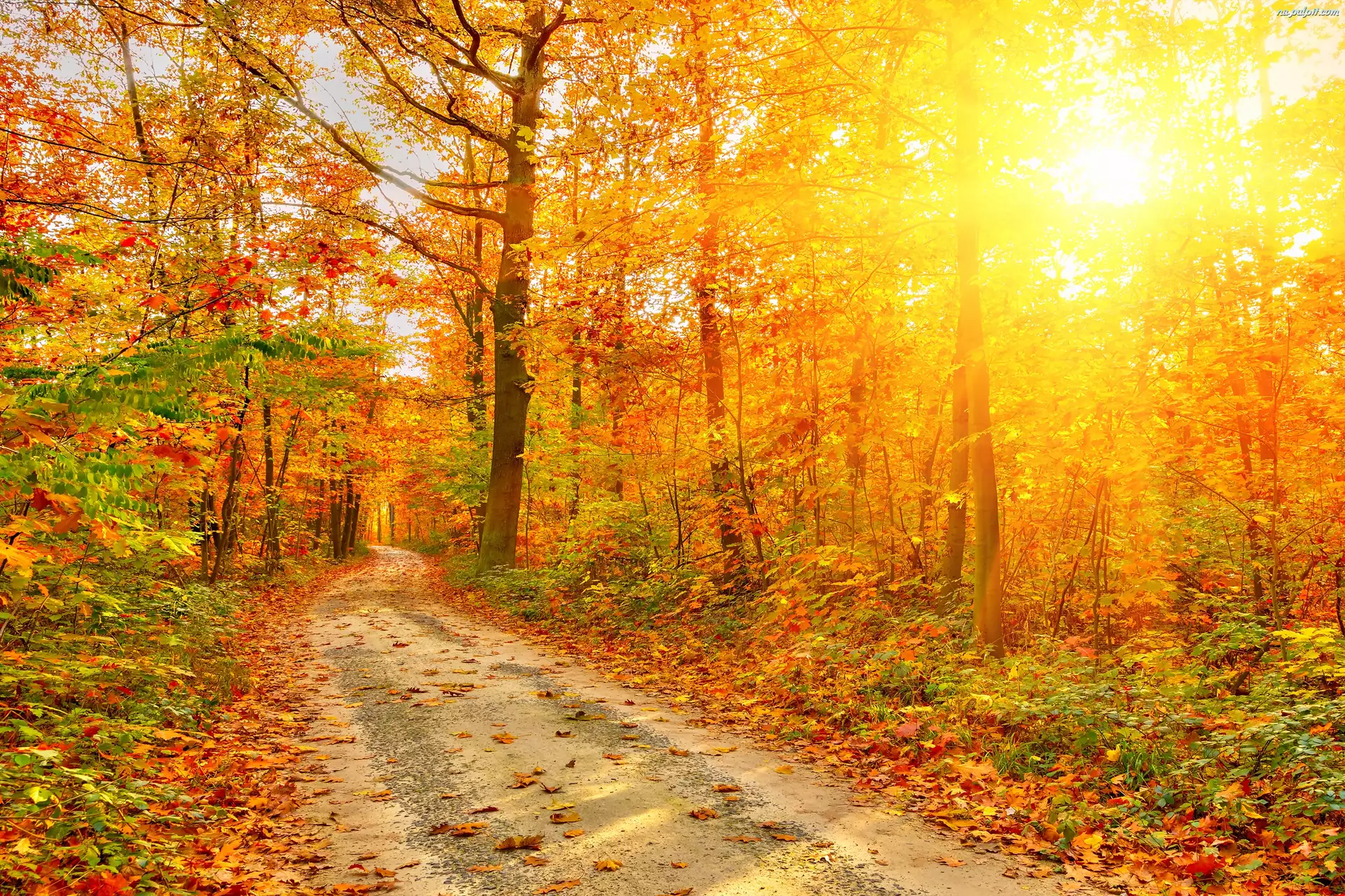 Jesień, Przebijające Światło, Las, Ścieżka
