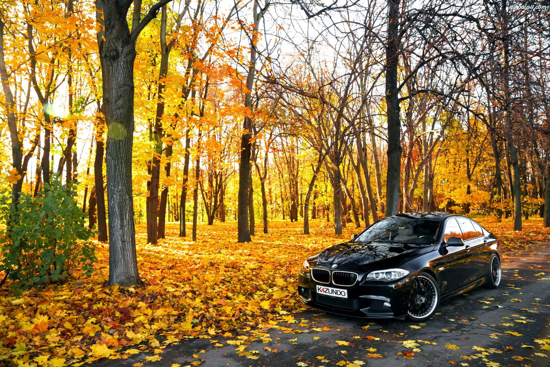 Park, Drzewa, Droga, BMW seria 5 F10, Jesień