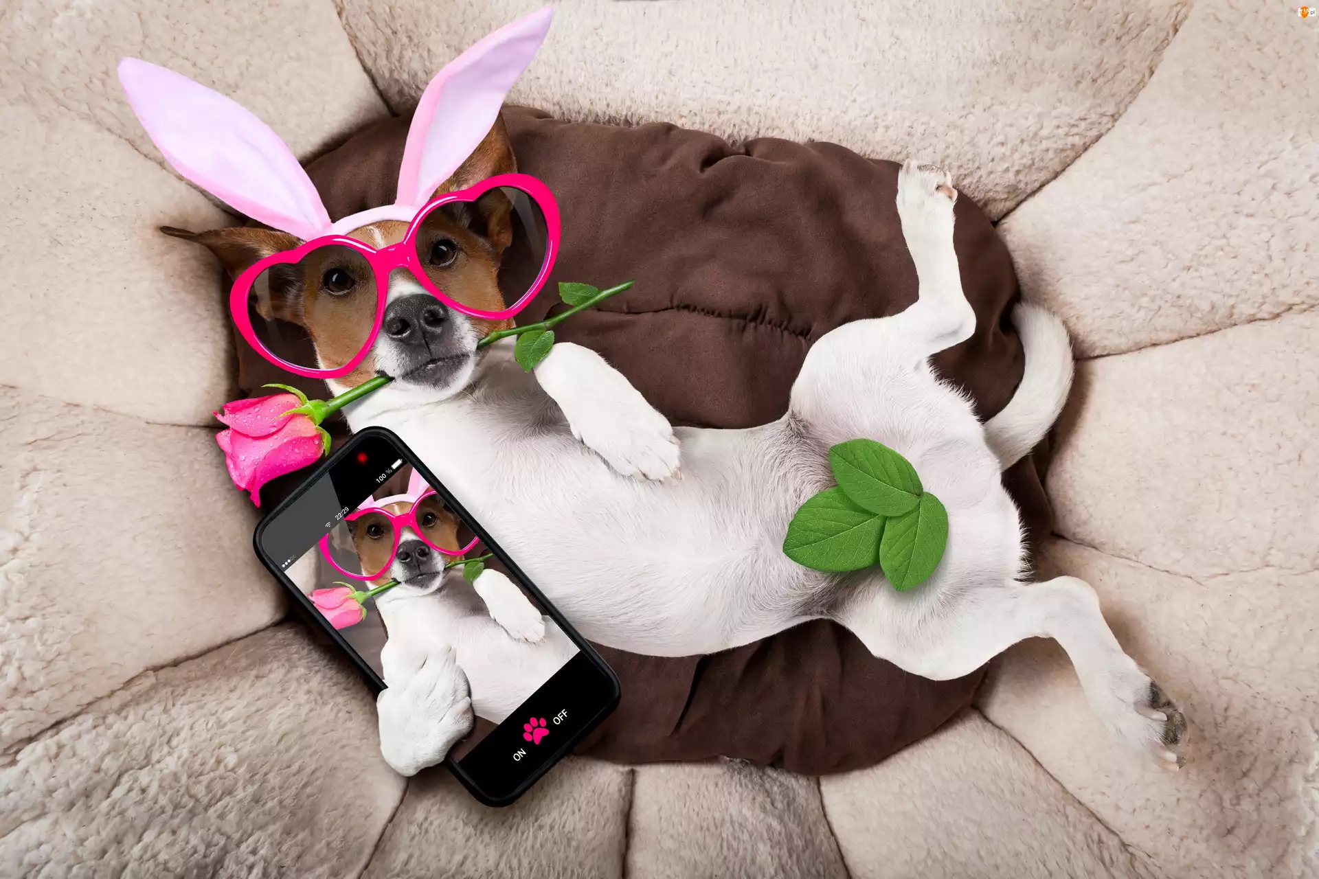 Pies, Jack russell terrier, Selfie, Śmieszny, Telefon, Róża, Okulary