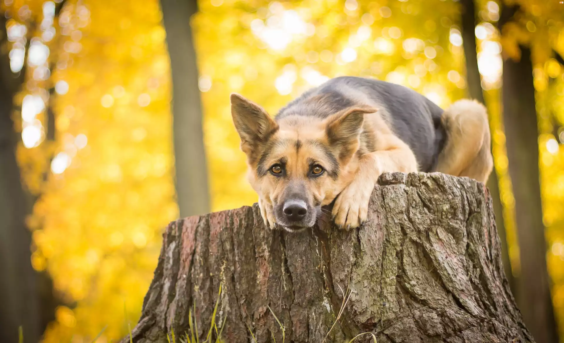 Pies, Owczarek, Drzewa, Jesień, Pień, Spojrzenie , Niemiecki