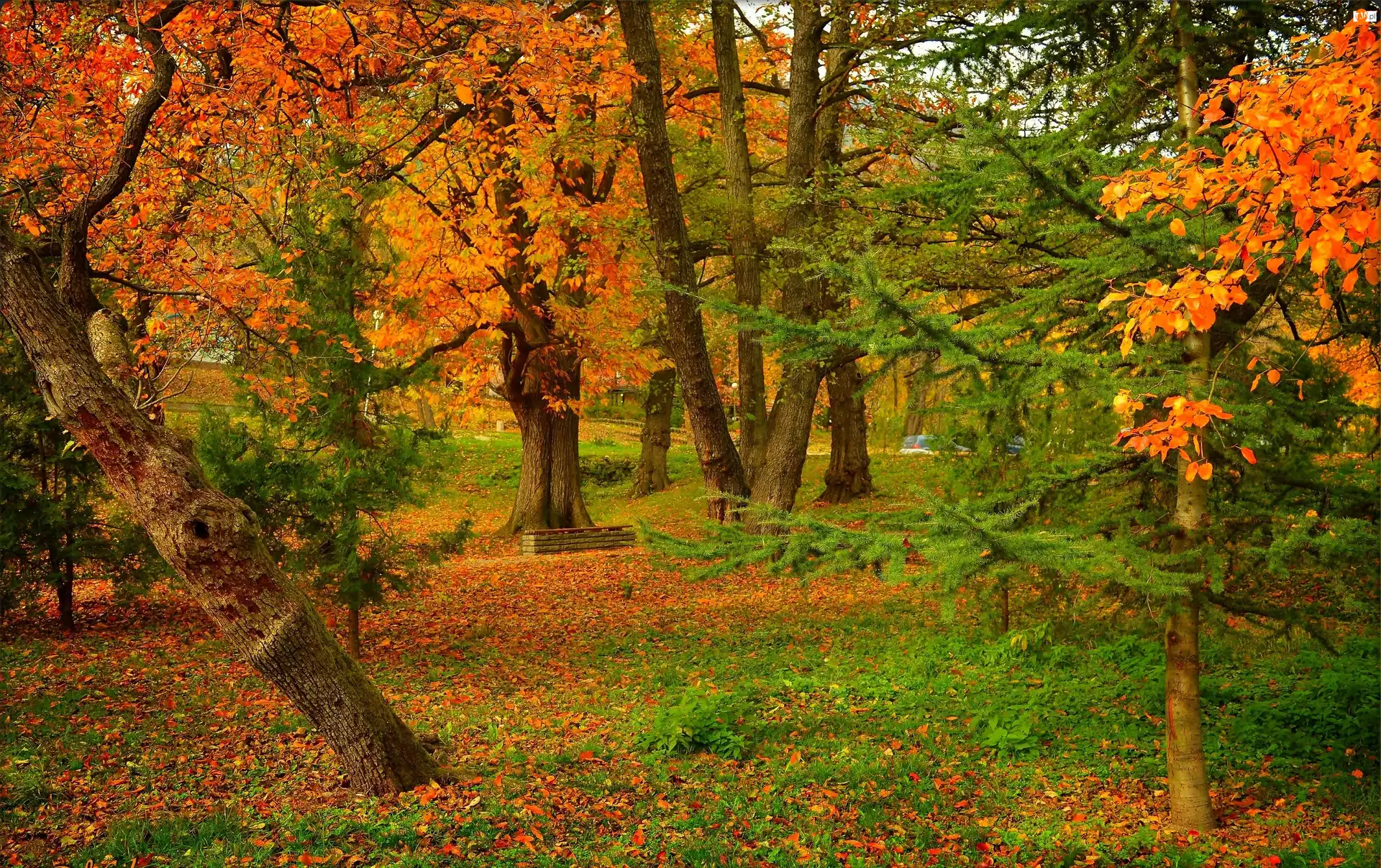 Jesień, Drzewa, Park, Ławka