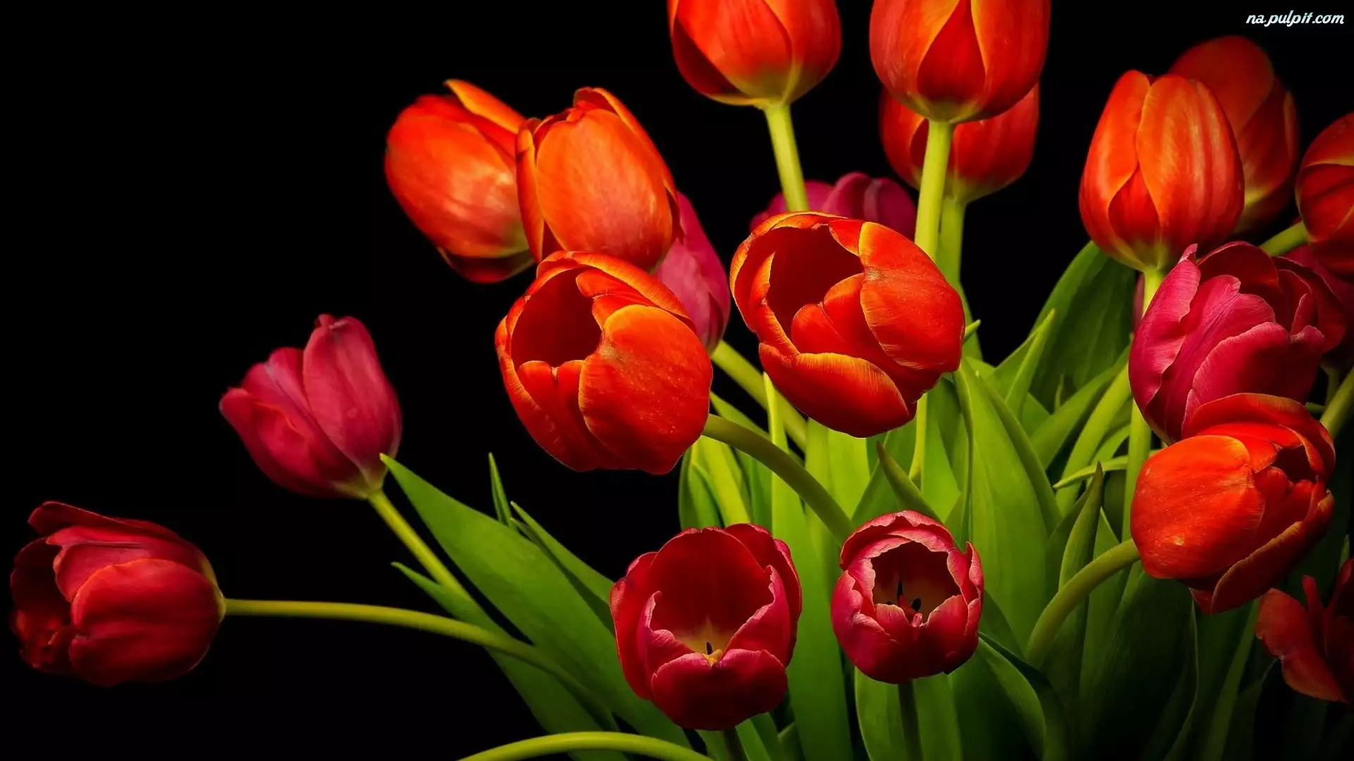 Tulipany, Bukiet, Czerwone