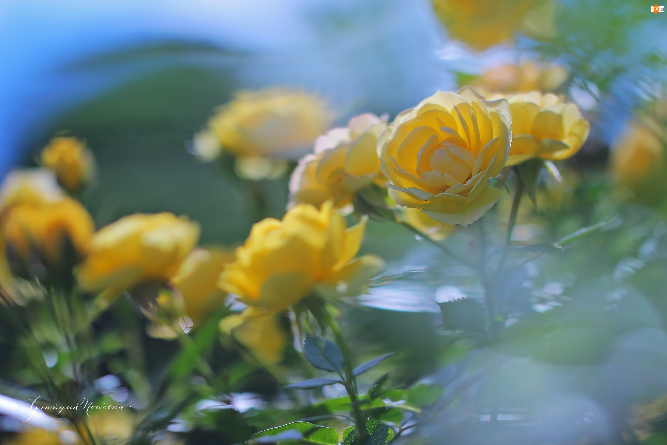 Kwiaty, Żółte, Róże