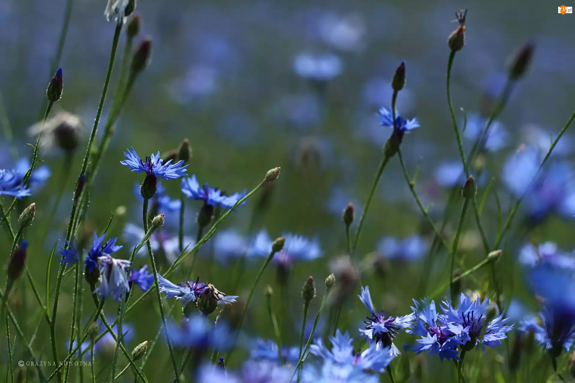 Kwiaty, Chabry, Niebieskie