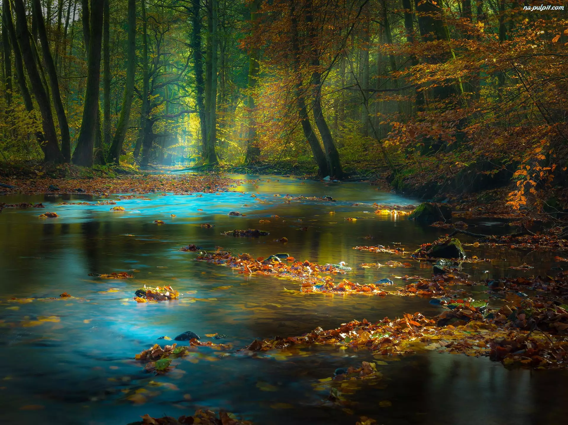 Las, Jesień, Rzeka, Przebijające Światło