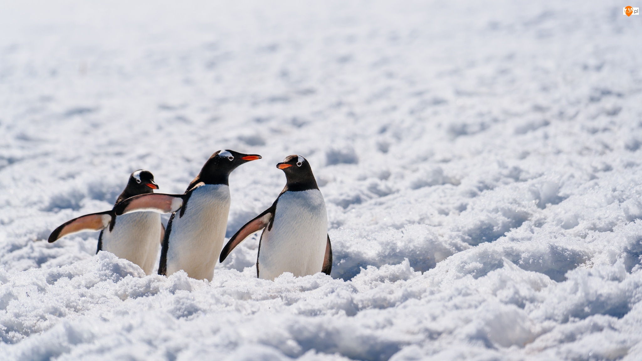 Śnieg, Antarktyda, Pingwiny białobrewe