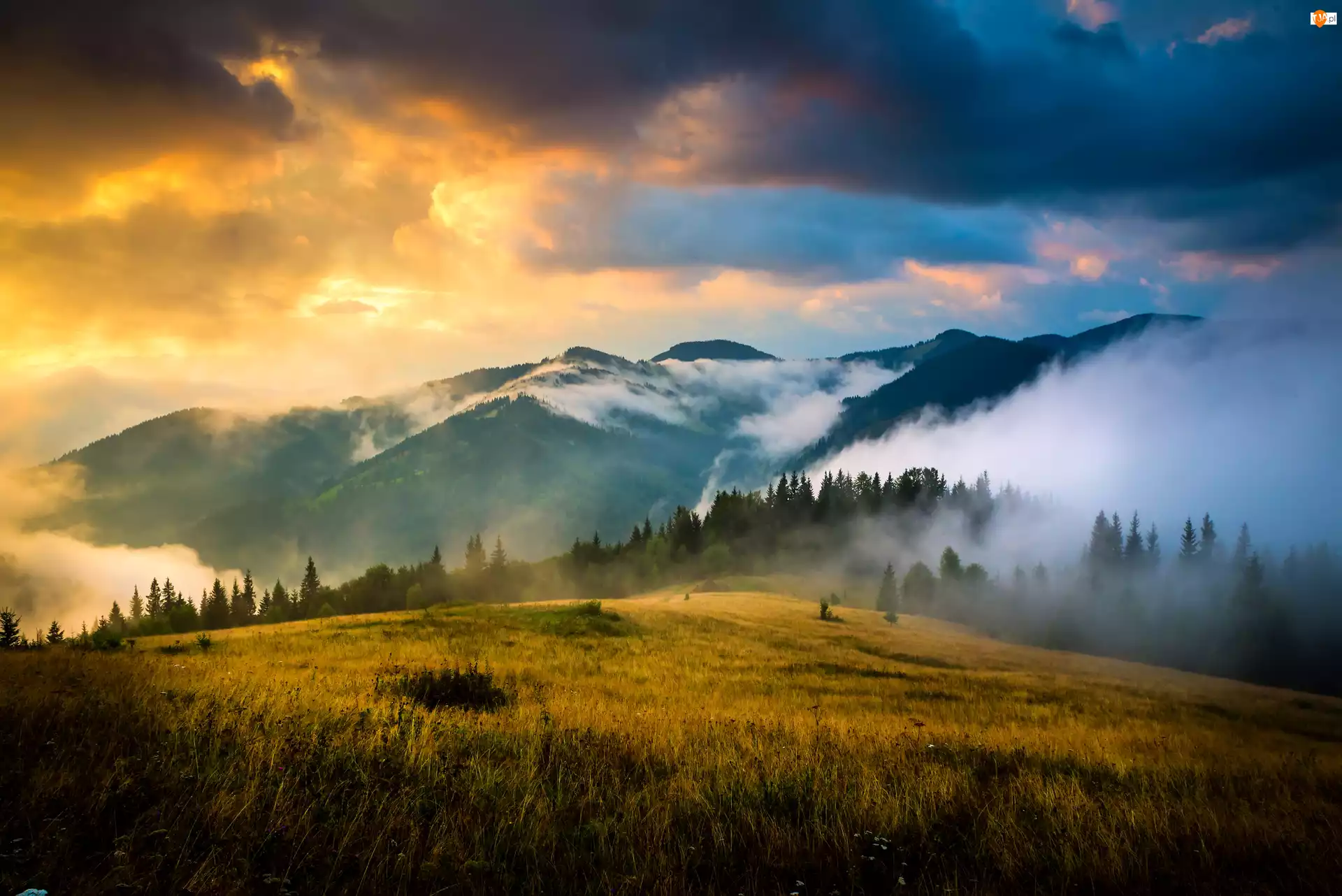 Mgła, Chmury, Ukraina, Drzewa, Góry Karpaty, Wschód słońca