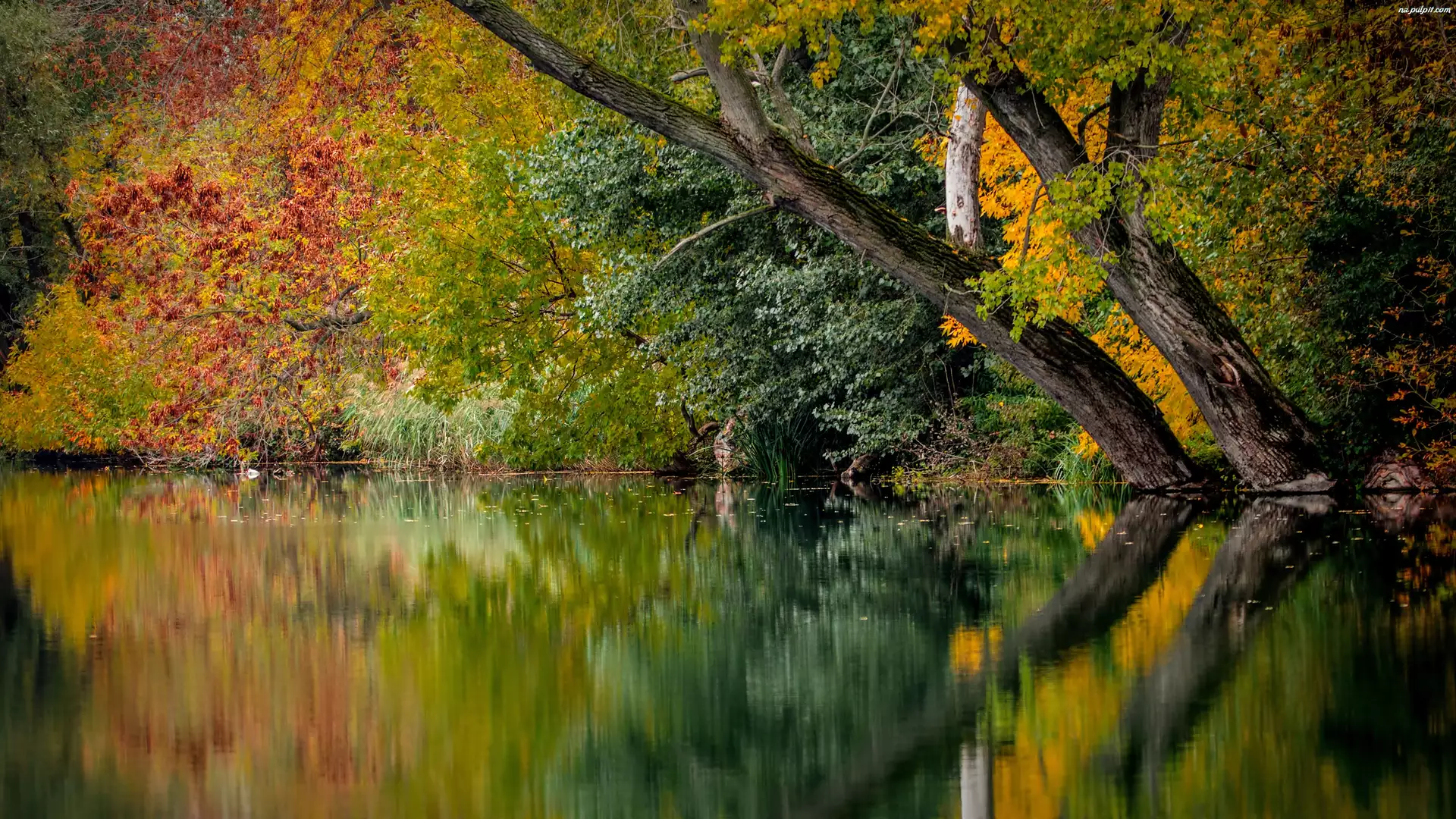 Kolorowe, Jezioro, Jesień, Odbicie, Drzewa, Liście