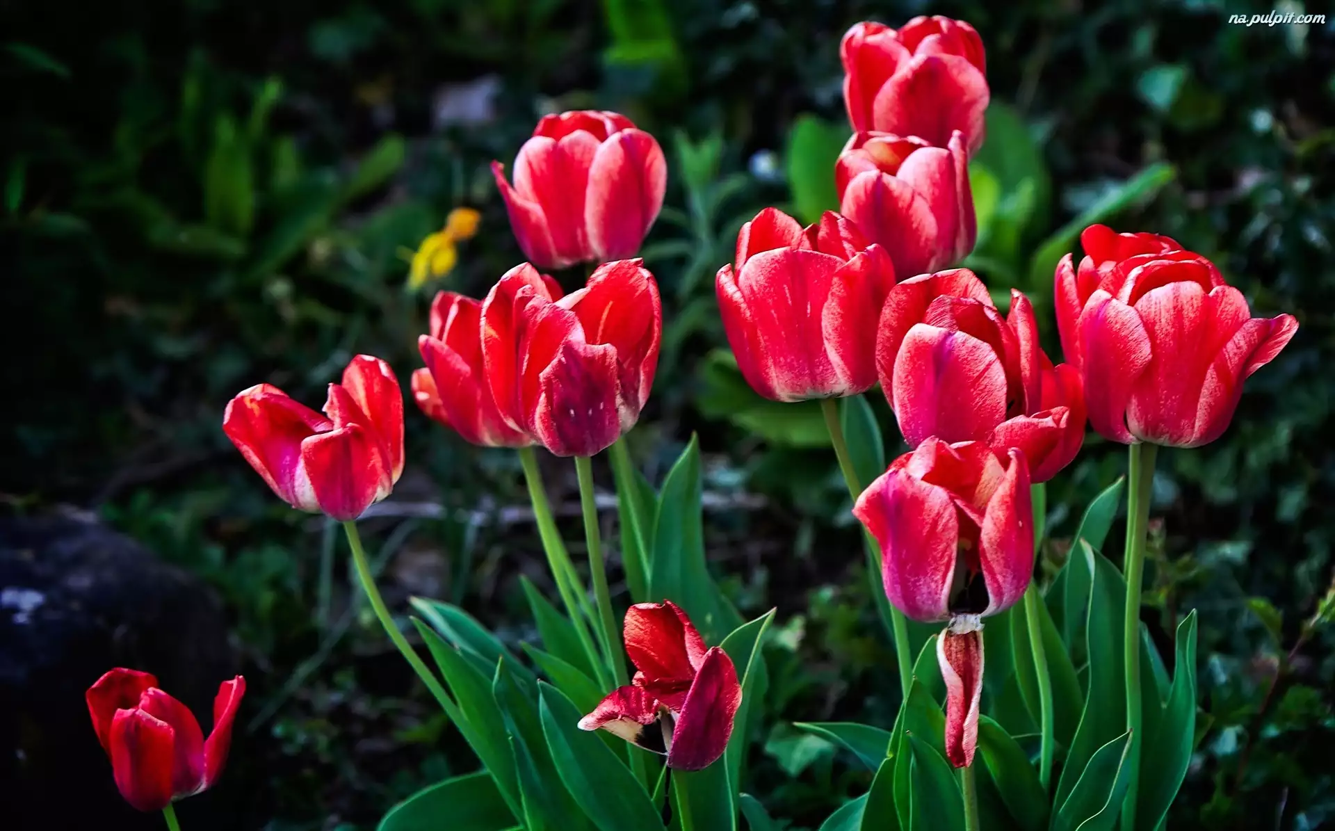 Tulipany, Ogród
