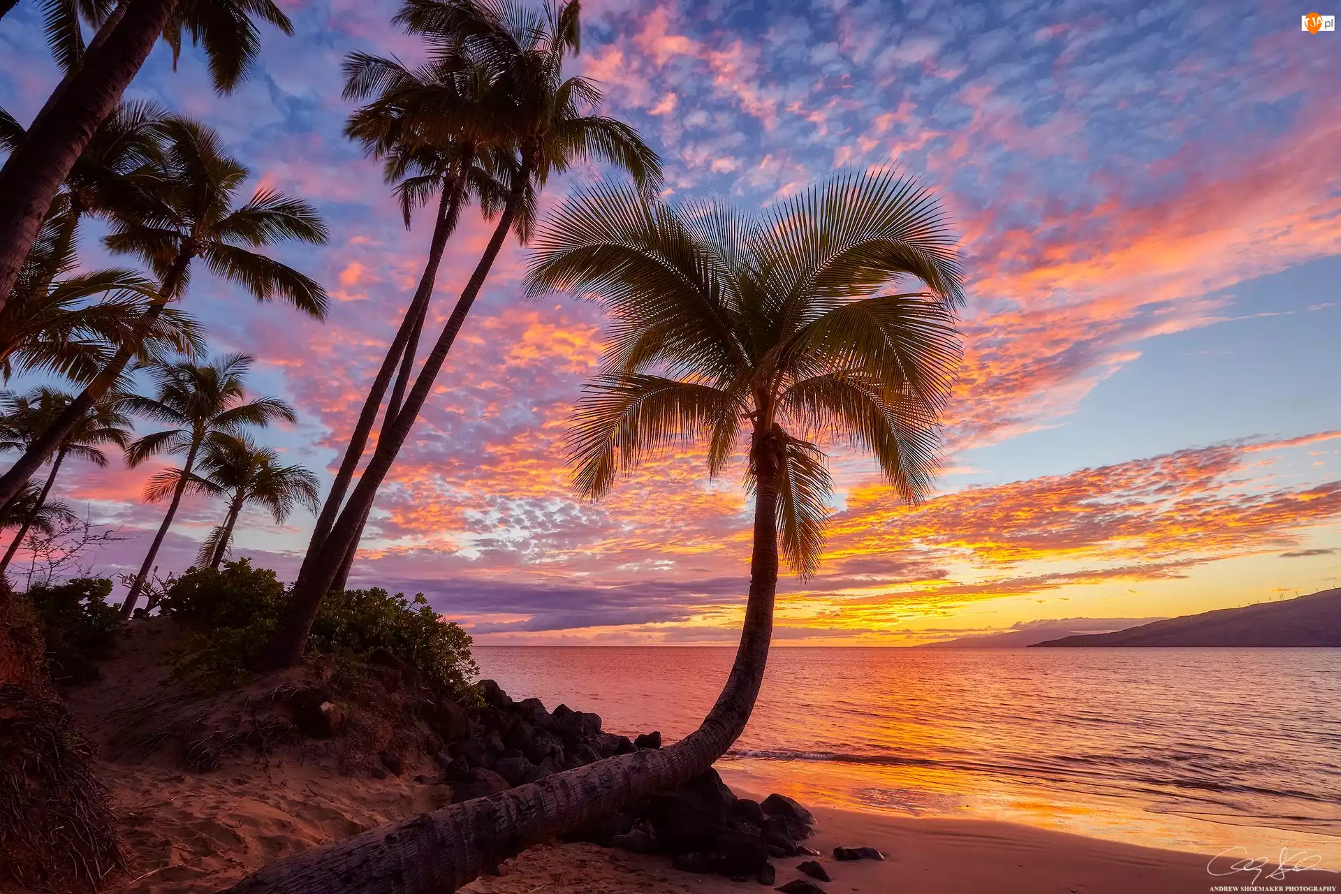 Hawaje, Morze, Zachód słońca, Palmy