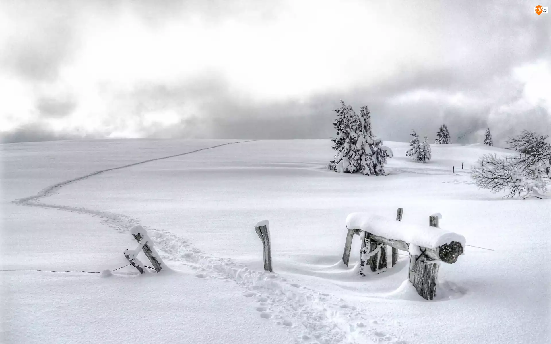 Pole, Ścieżka, Śnieg, Zima, Drzewa