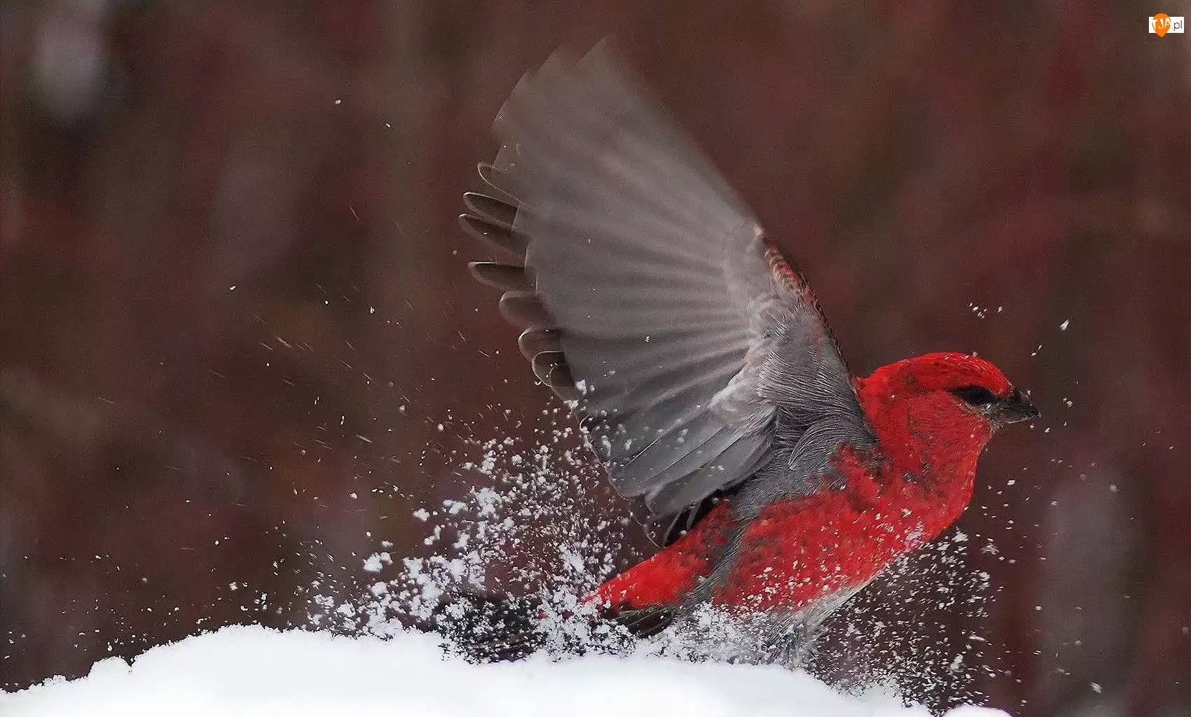 Śnieg, Czerwony, Ptak