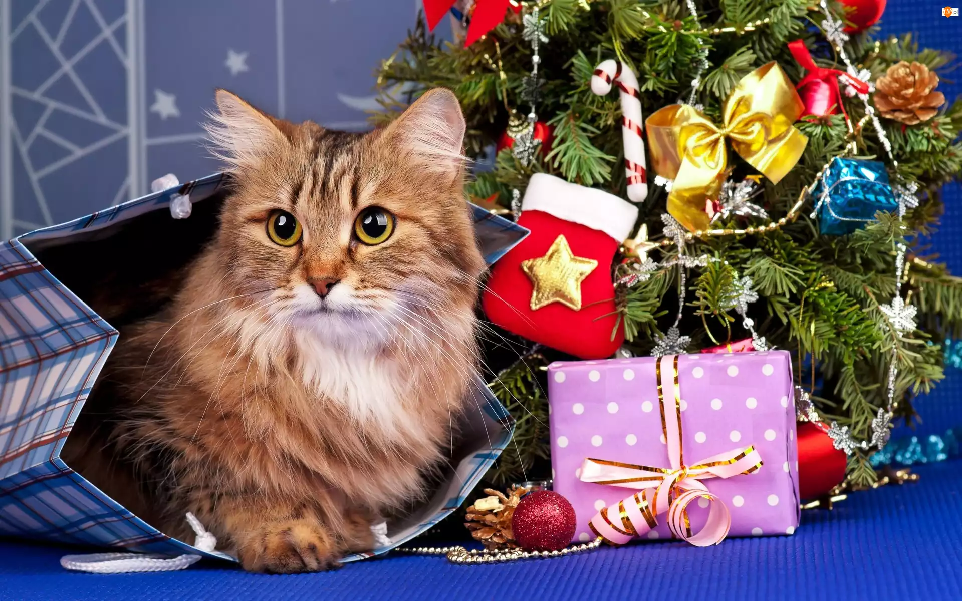 Boże Narodzenie, Kot, Prezenty, Choinka