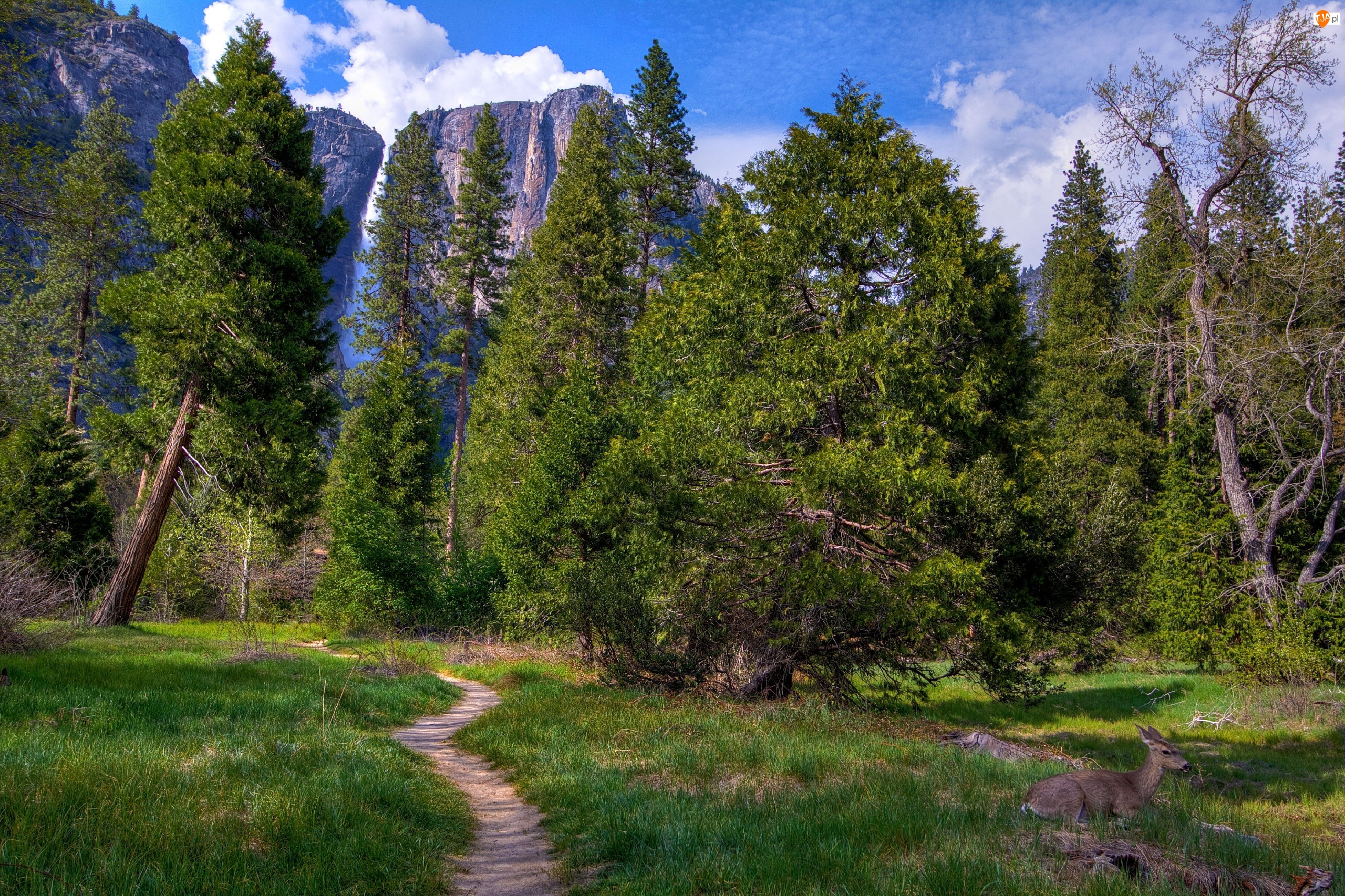 Kalifornia, Góry, Las, Yosemite